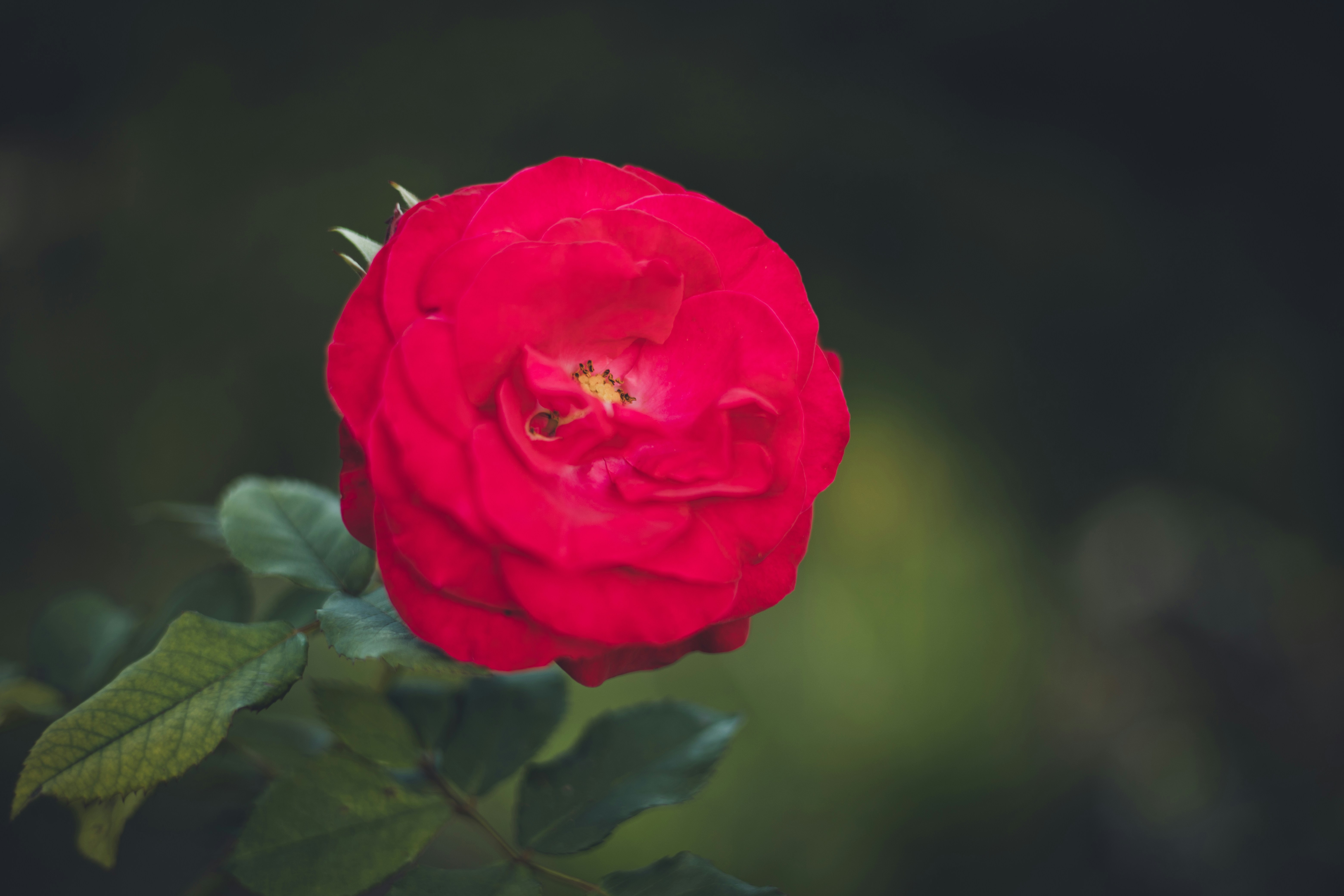 Photo by rrodriguesim