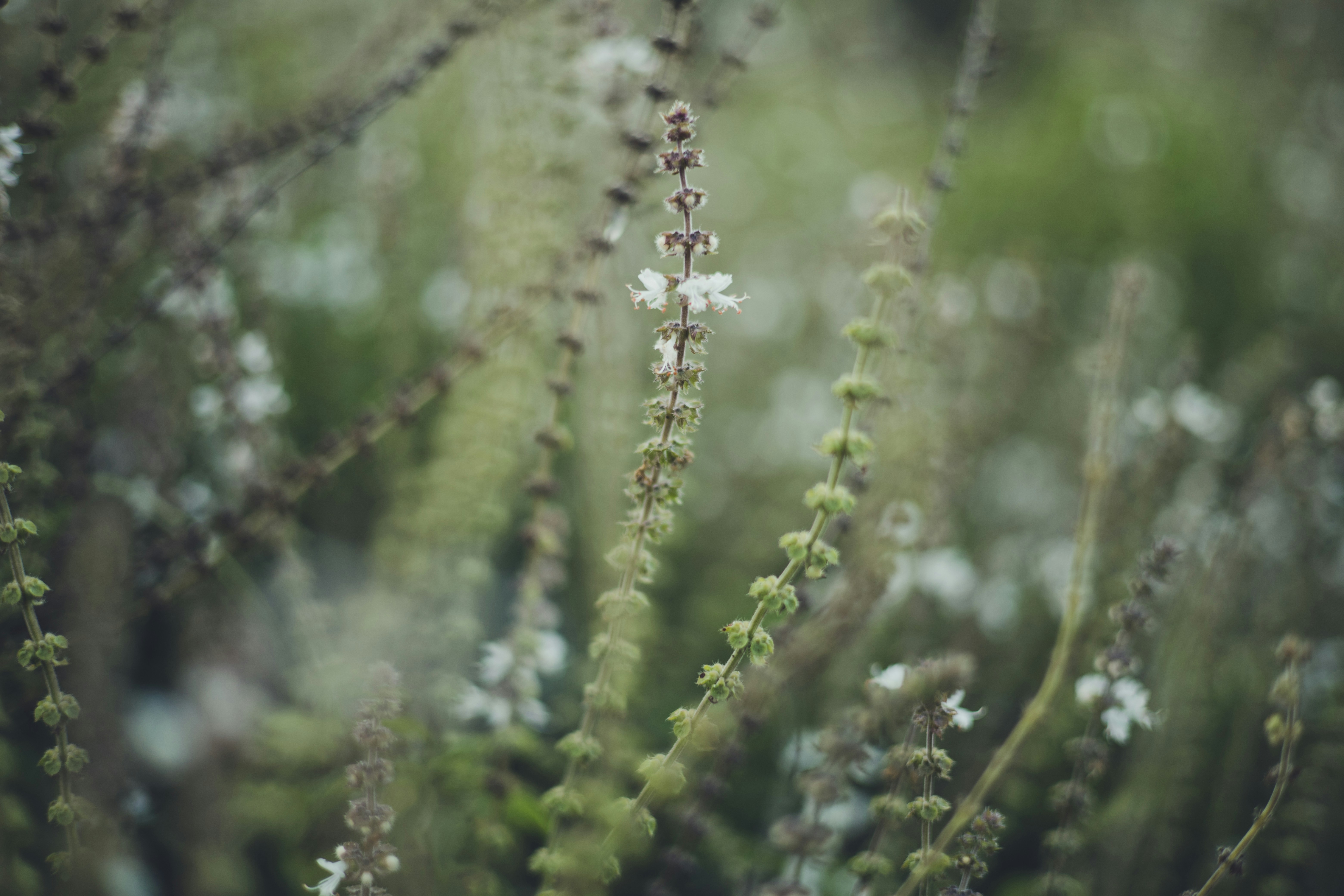 download free moss for plants