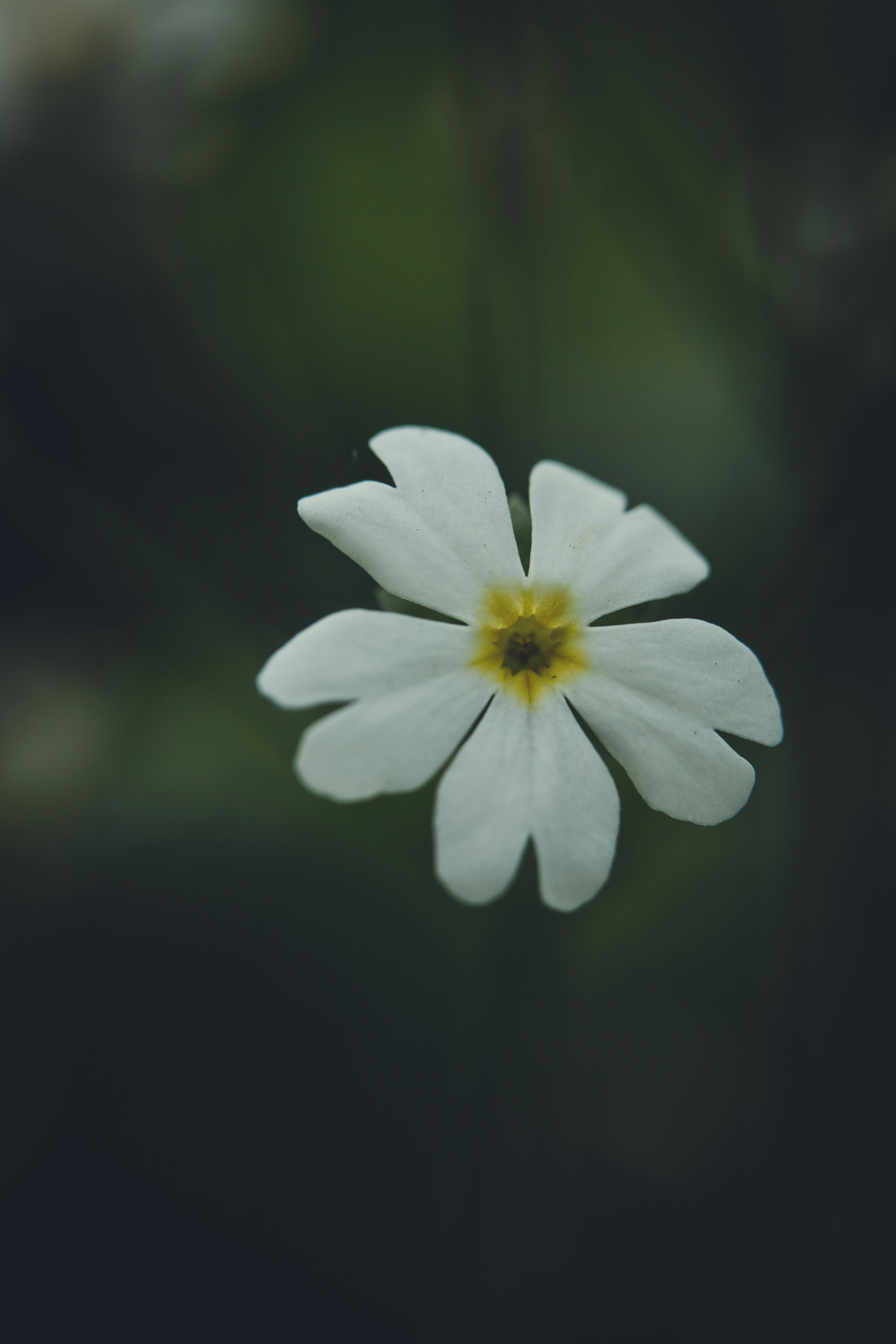 Photo by rrodriguesim