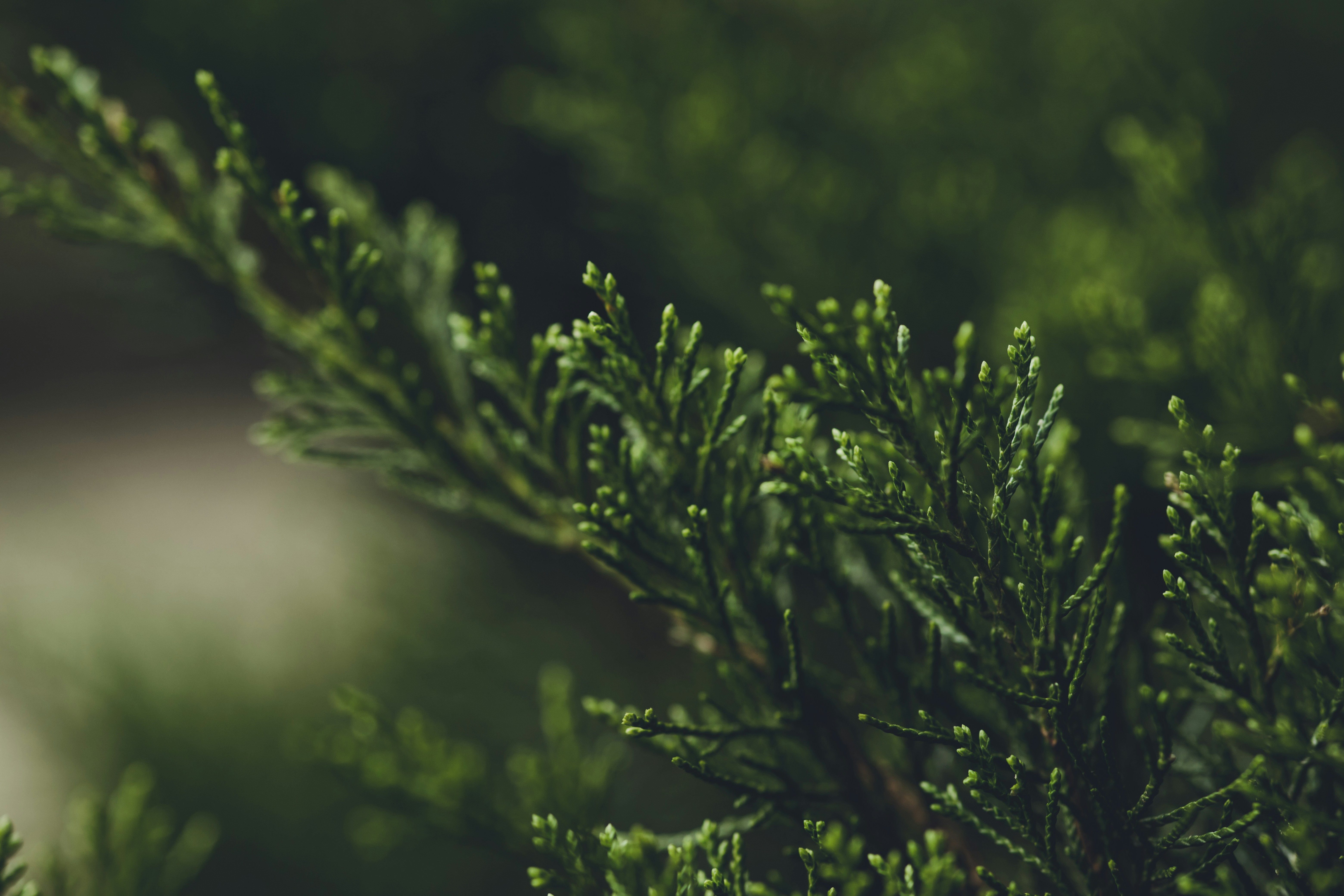 Photo by rrodriguesim