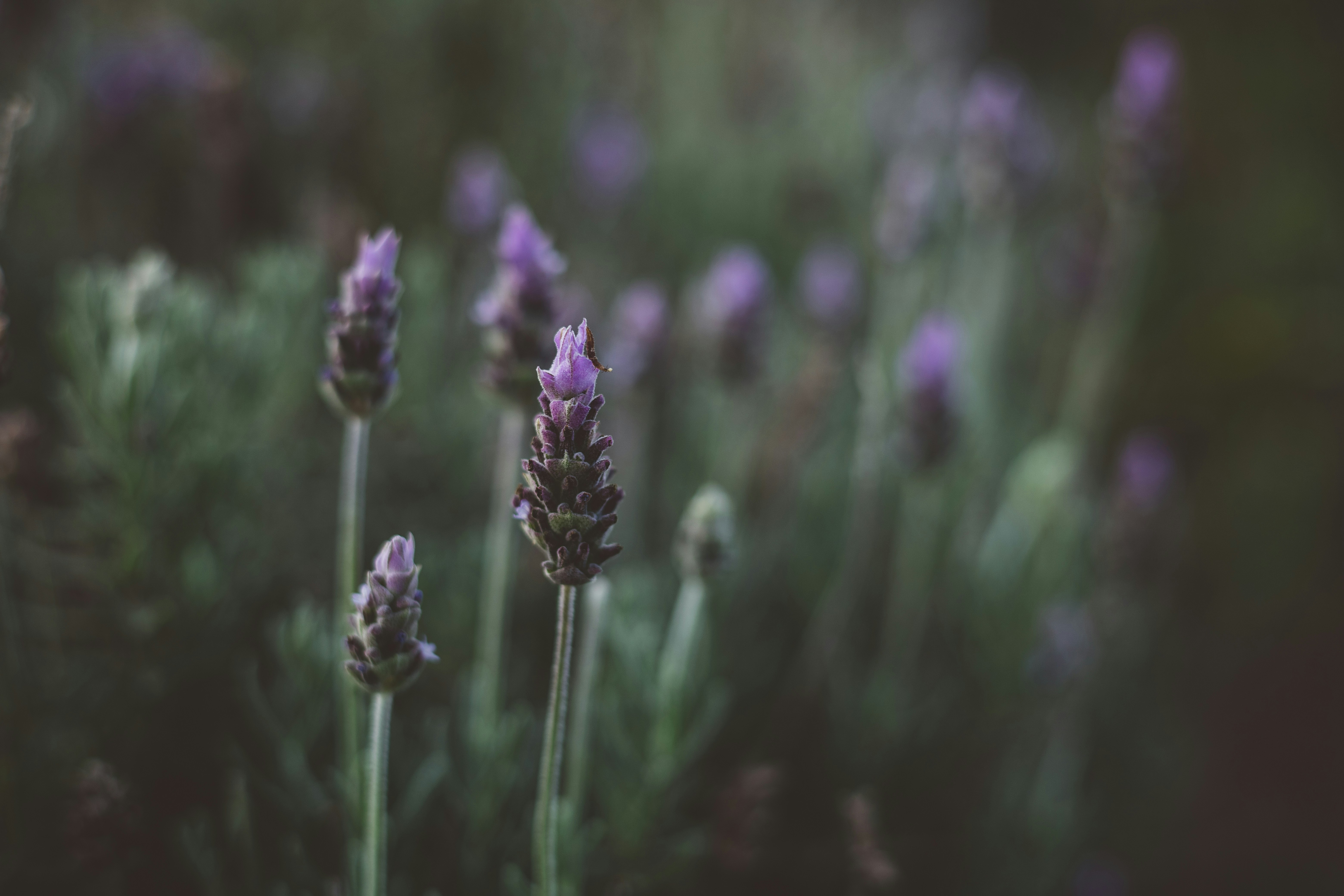 Photo by rrodriguesim