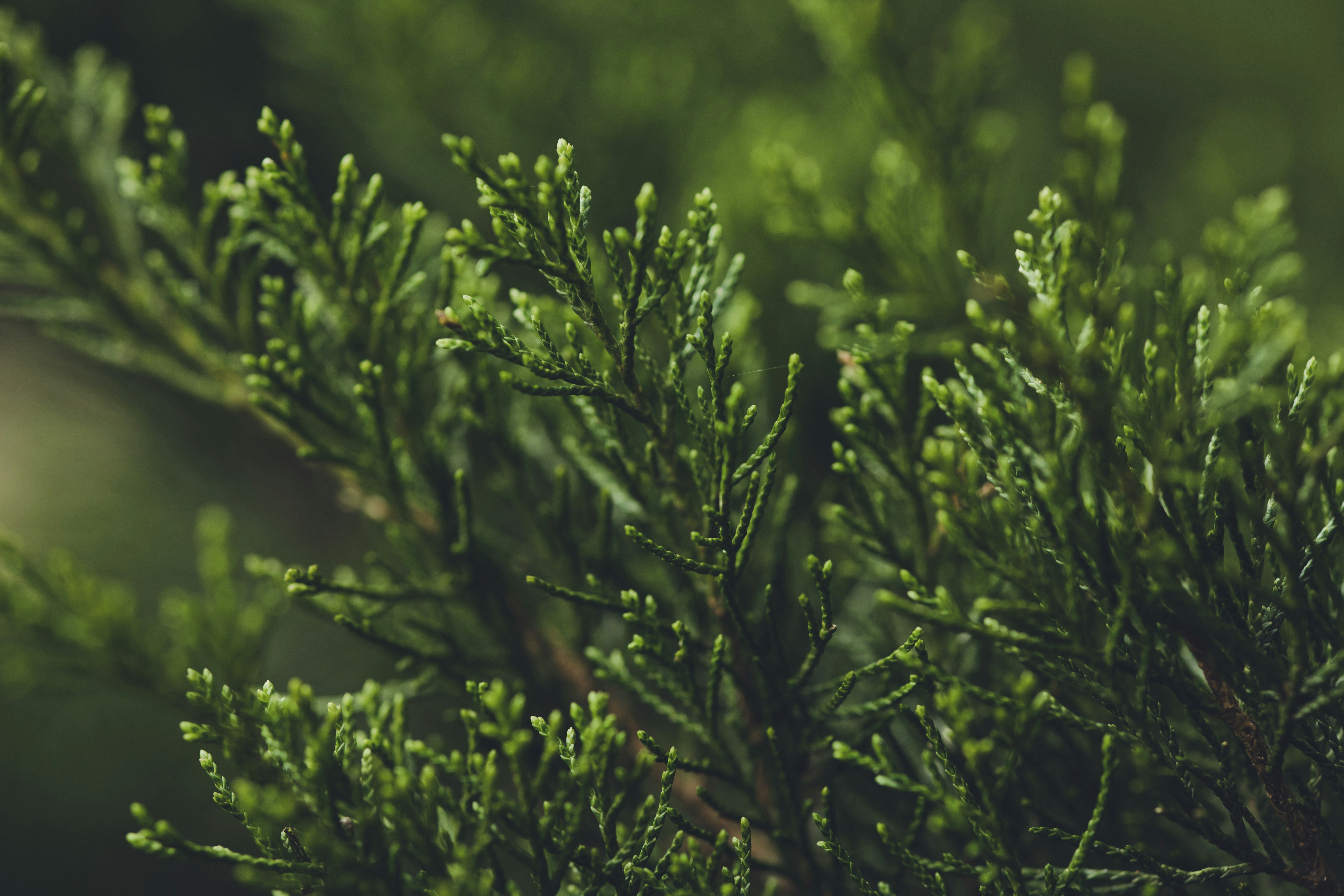 Photo by rrodriguesim