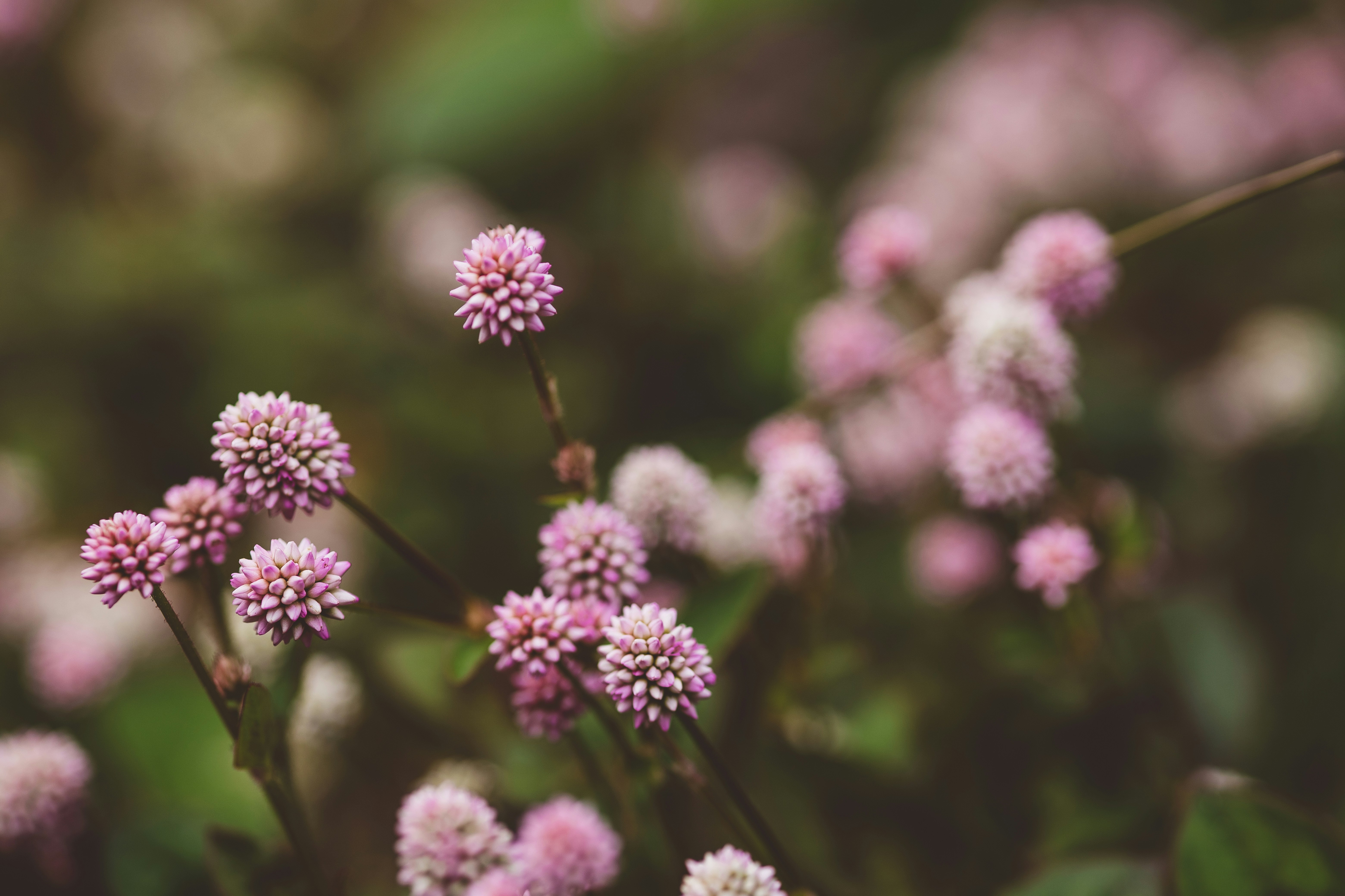 Photo by rrodriguesim