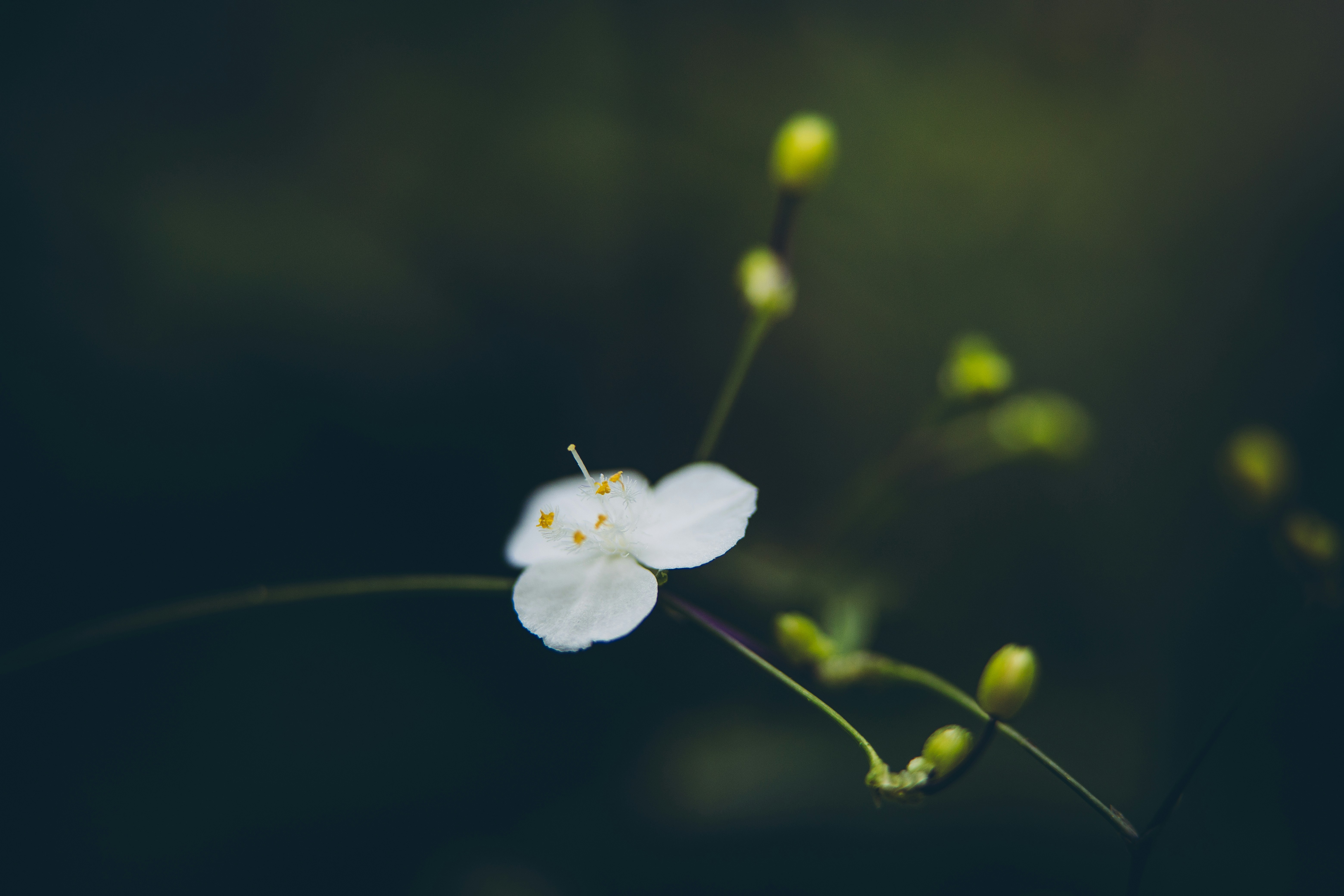 Photo by rrodriguesim