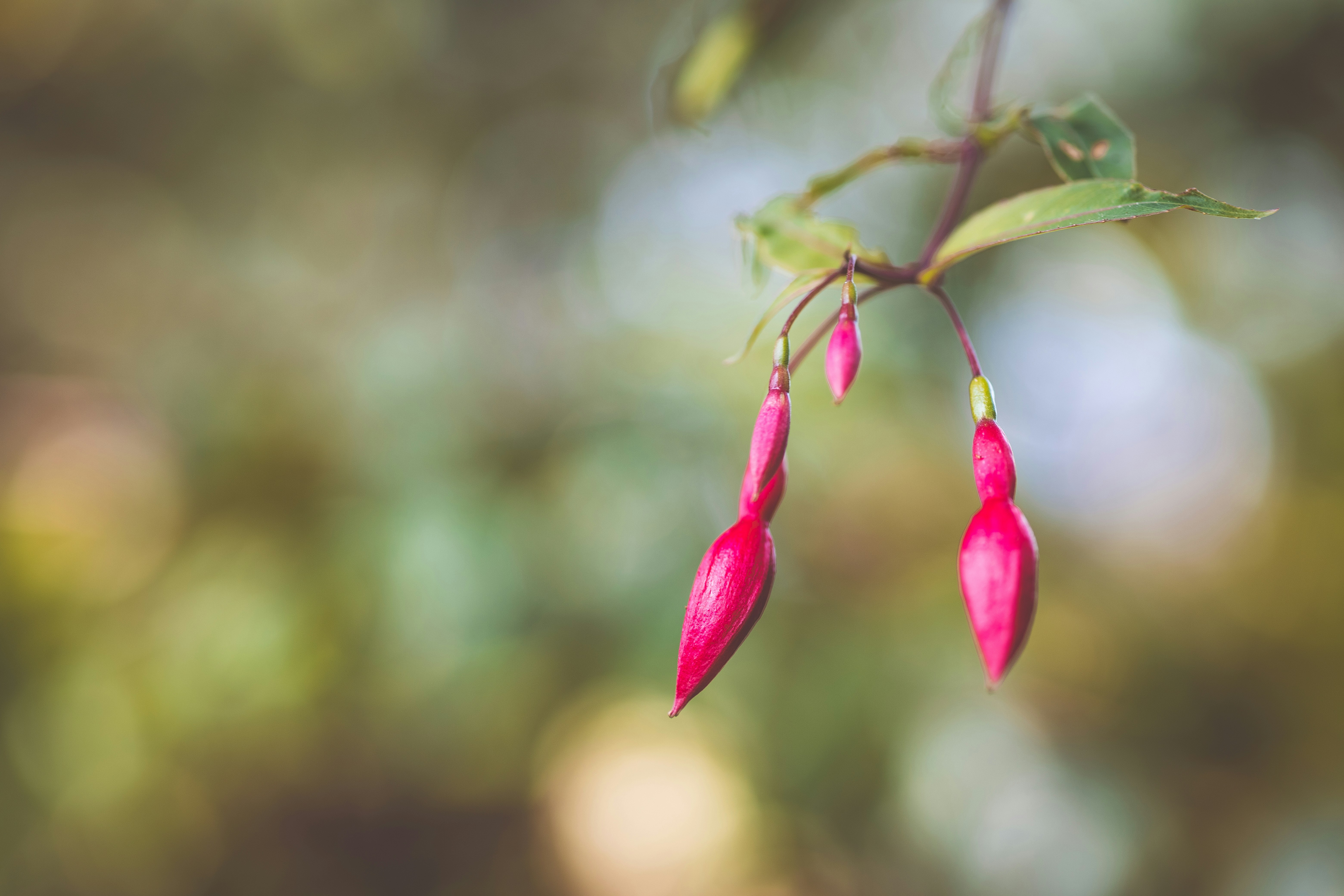 Photo by rrodriguesim