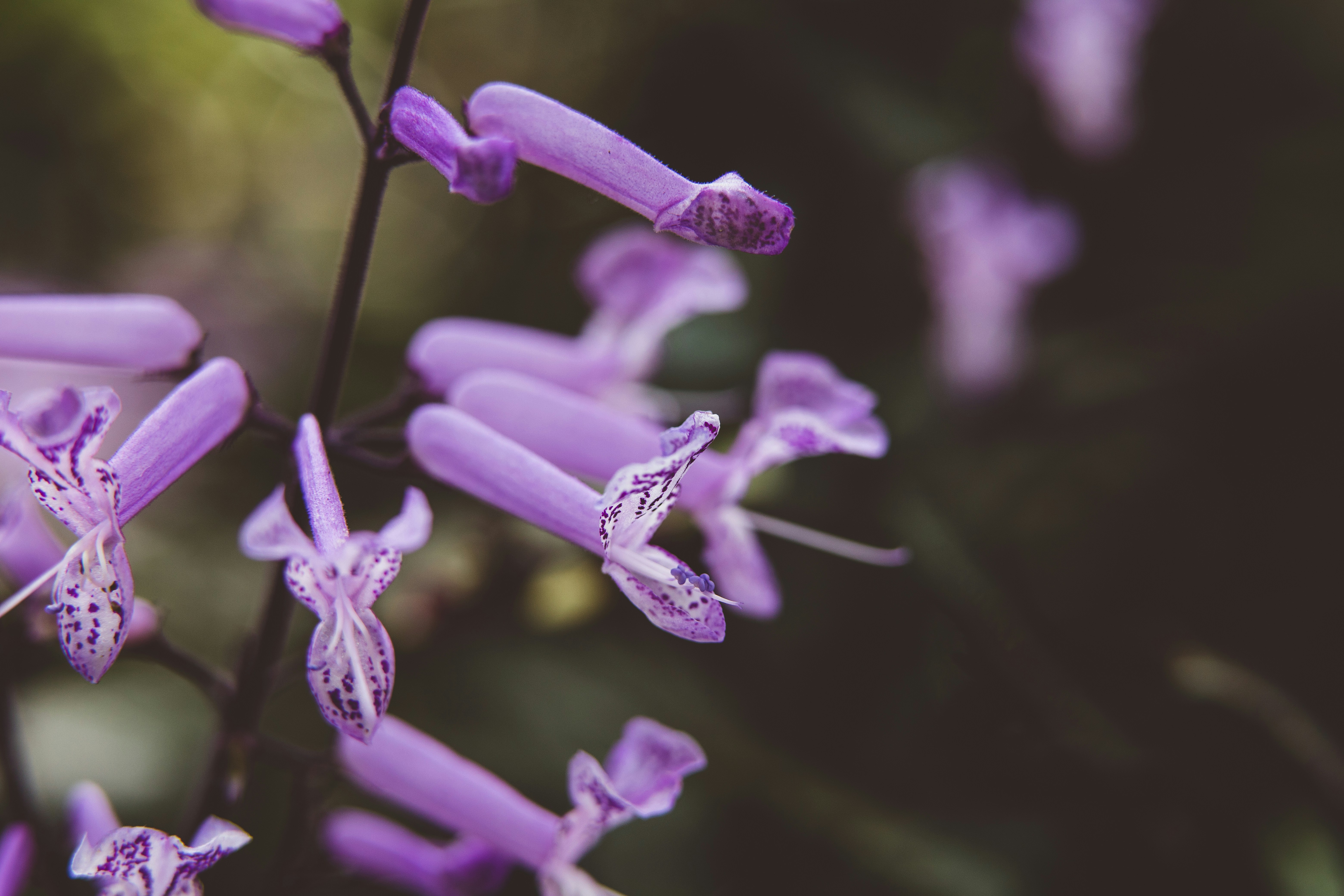 Photo by rrodriguesim