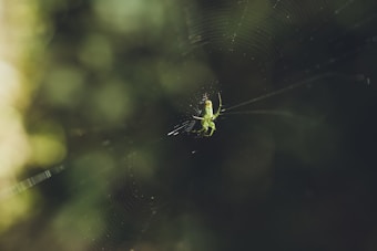 A small green insect, possibly a spider, is positioned at the center of its delicate web. The background appears blurred and predominantly dark green, emphasizing the insect and web. The natural lighting creates subtle highlights and shadows on the web strands.