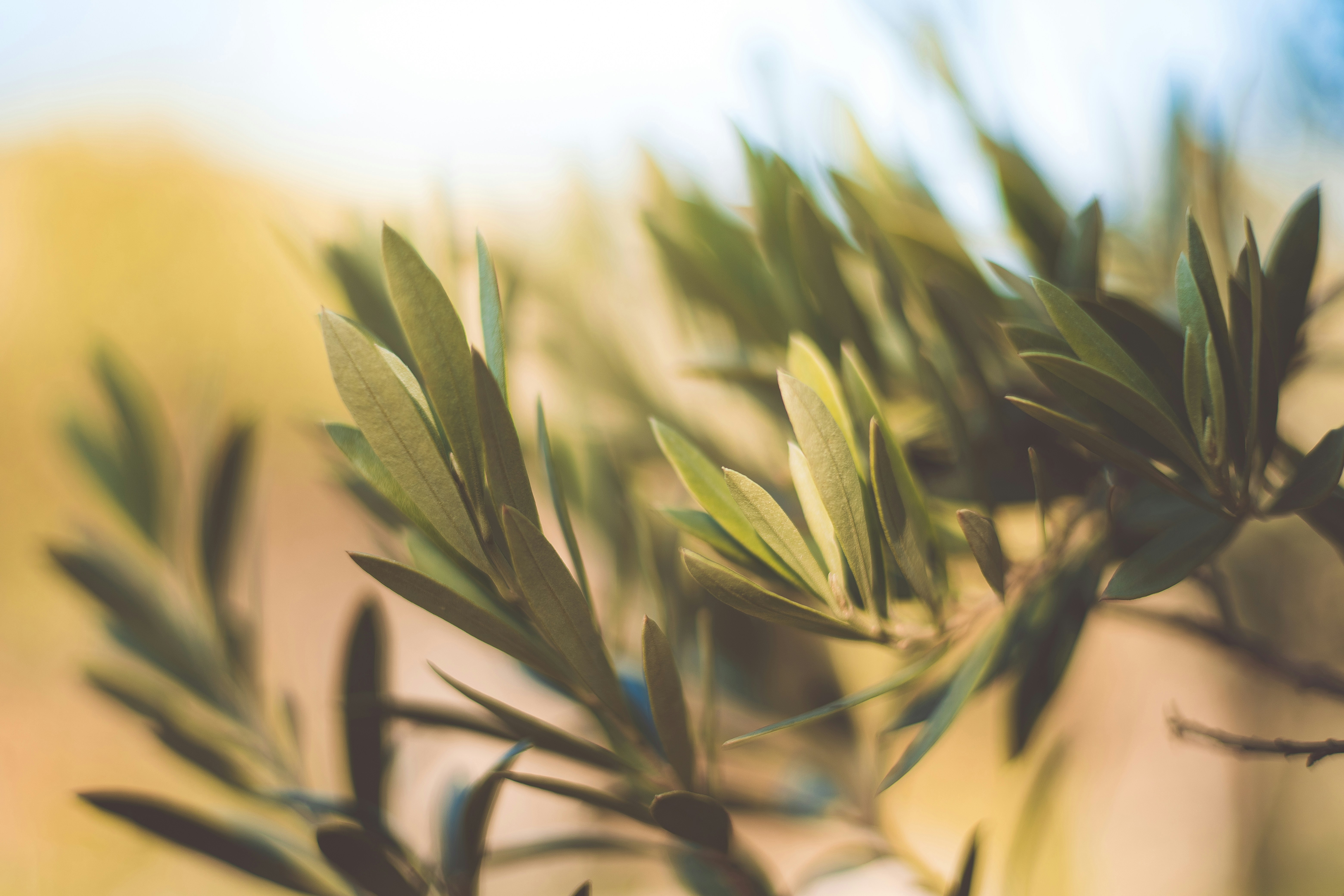 Photo by rrodriguesim