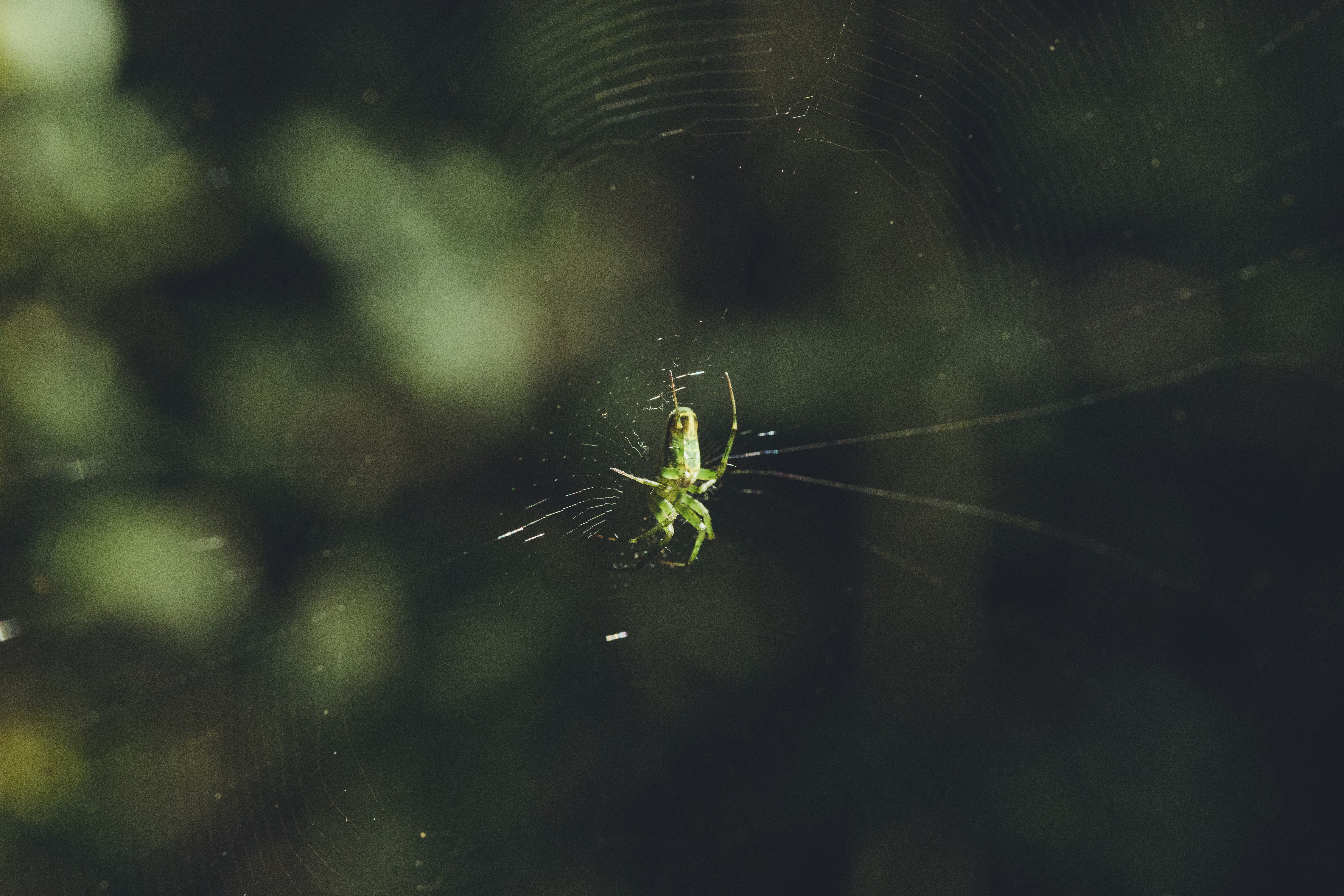 Spinnrollen-Ratgeber: Daiwa, Shimano und Balzer im Vergleich