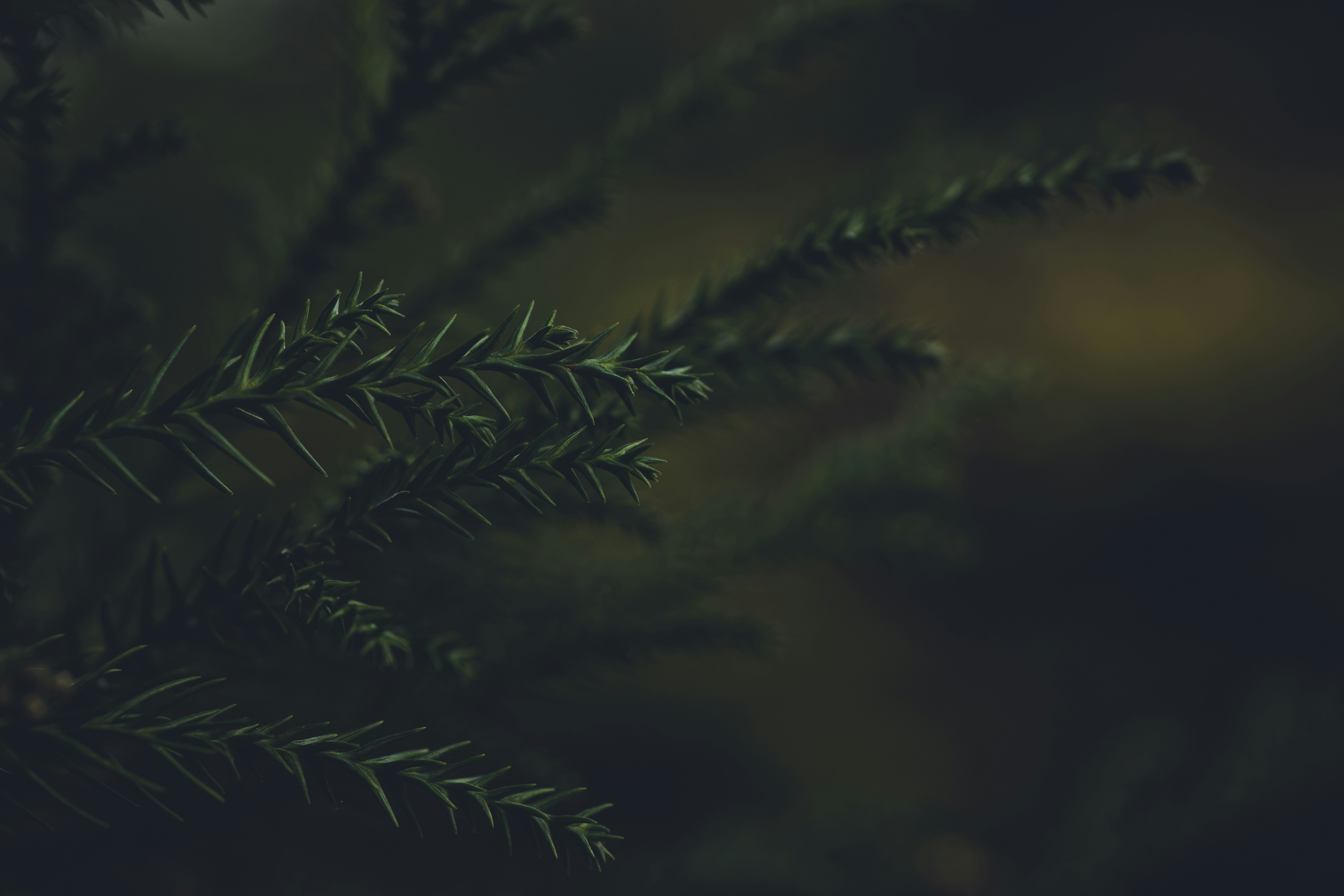 Photo by rrodriguesim