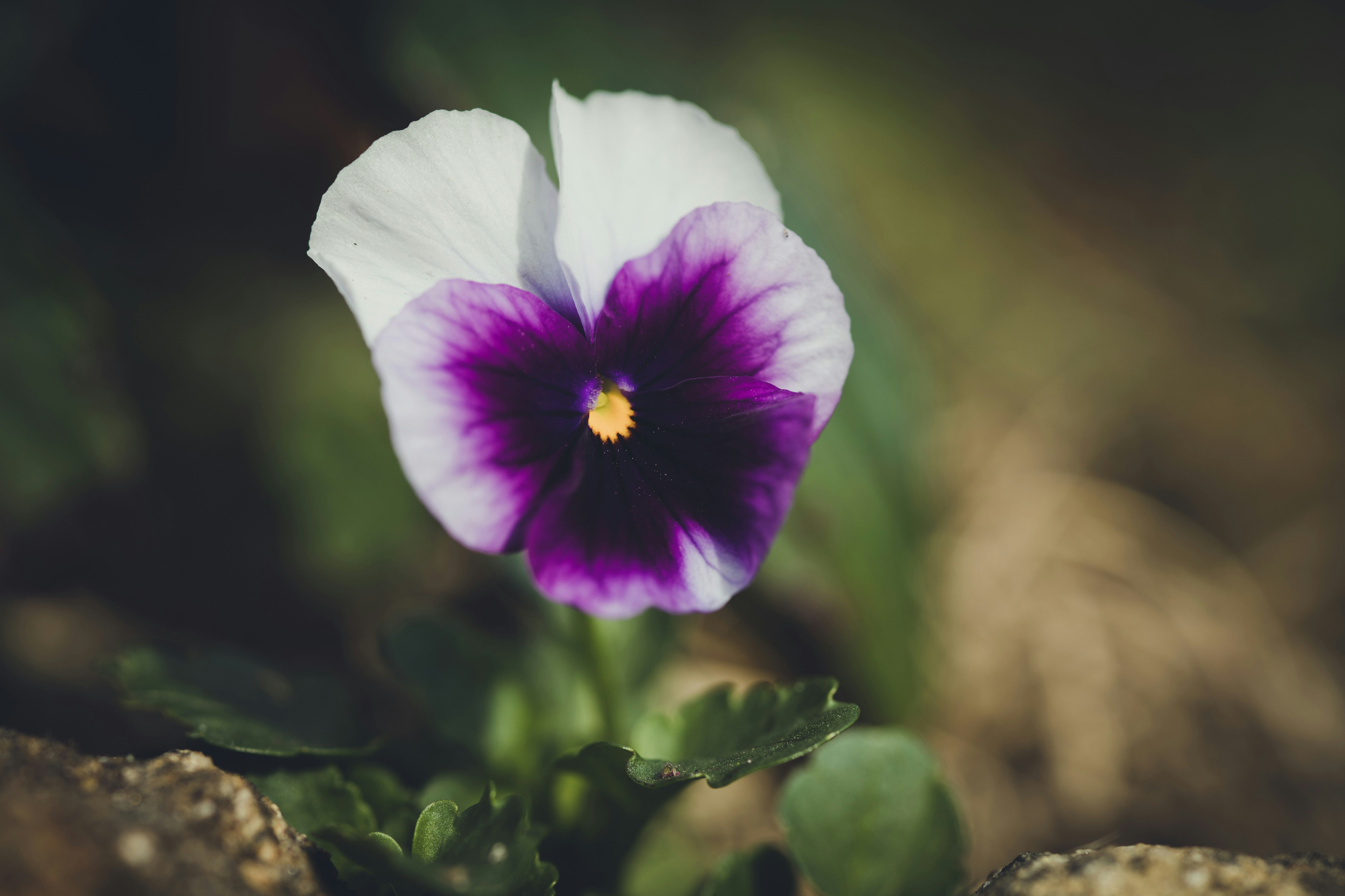 Photo by rrodriguesim