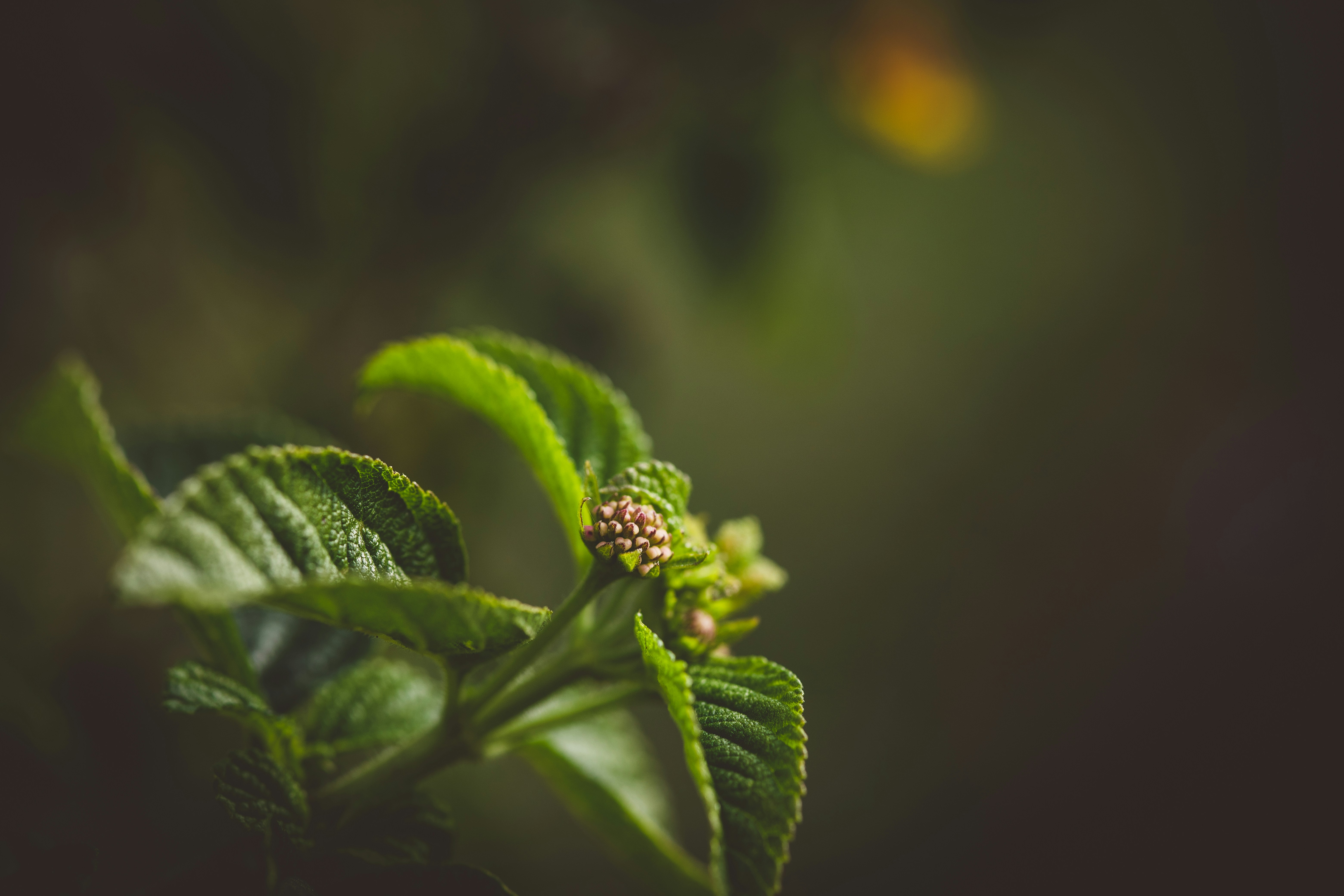 Photo by rrodriguesim