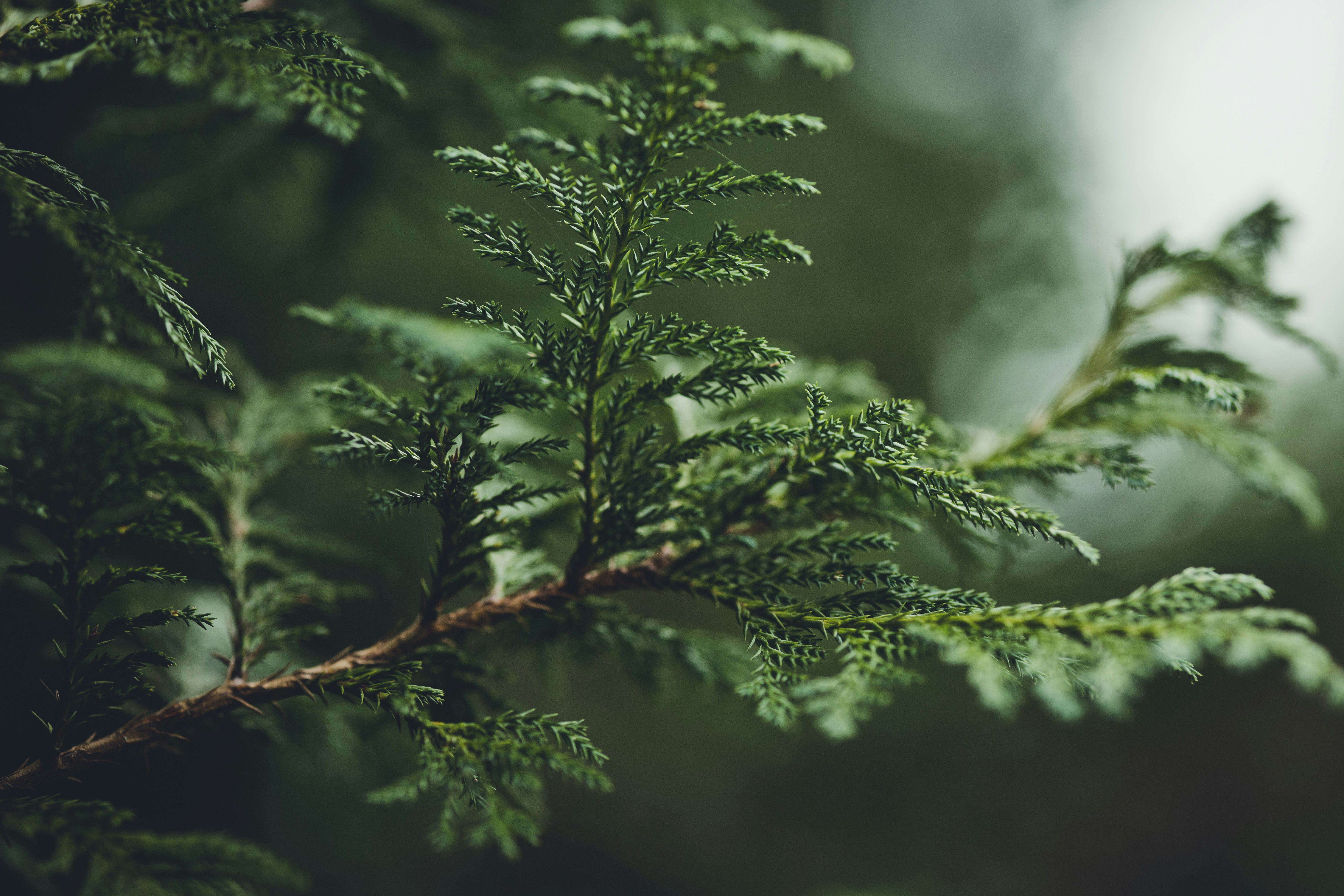 Photo by rrodriguesim