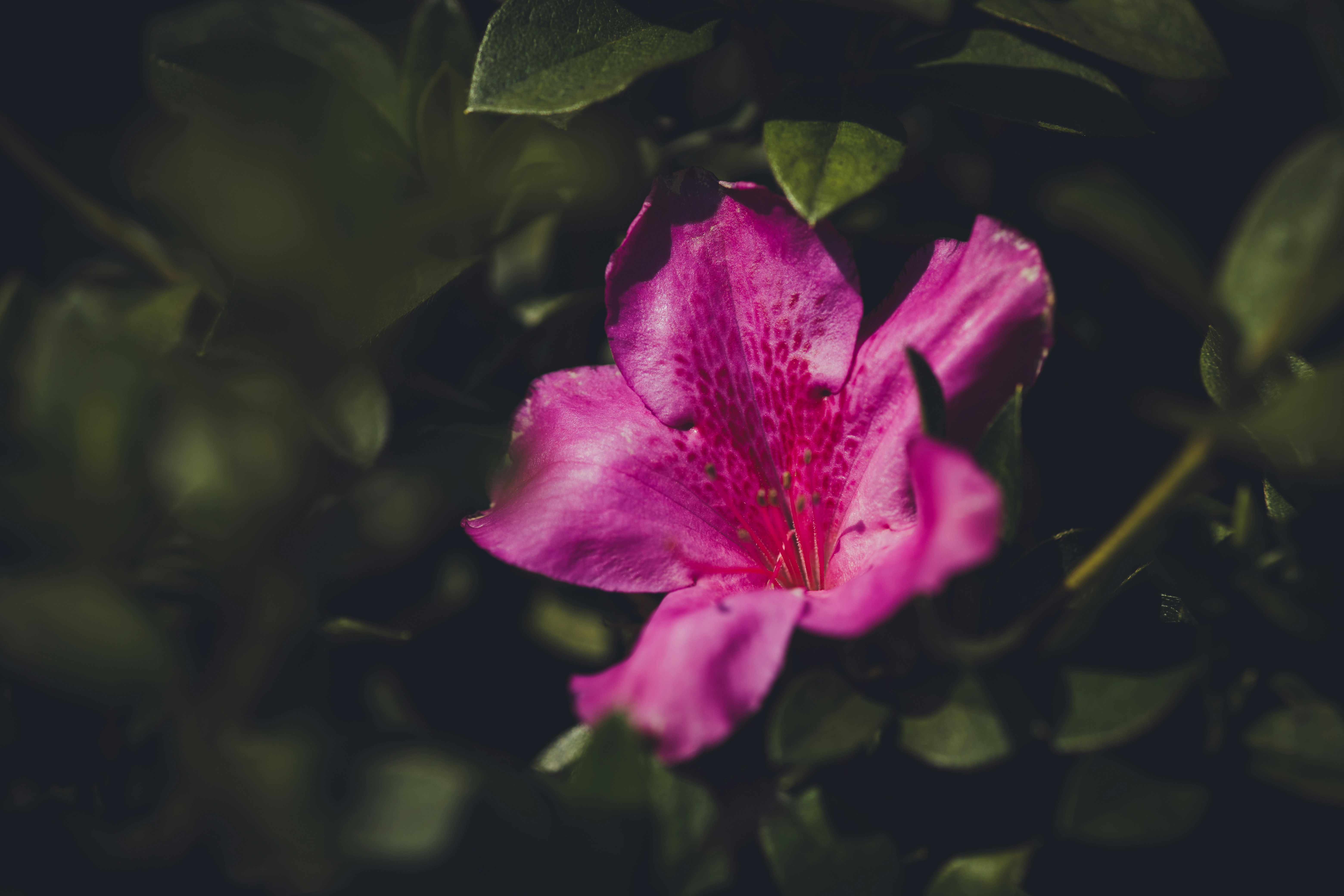 Photo by rrodriguesim