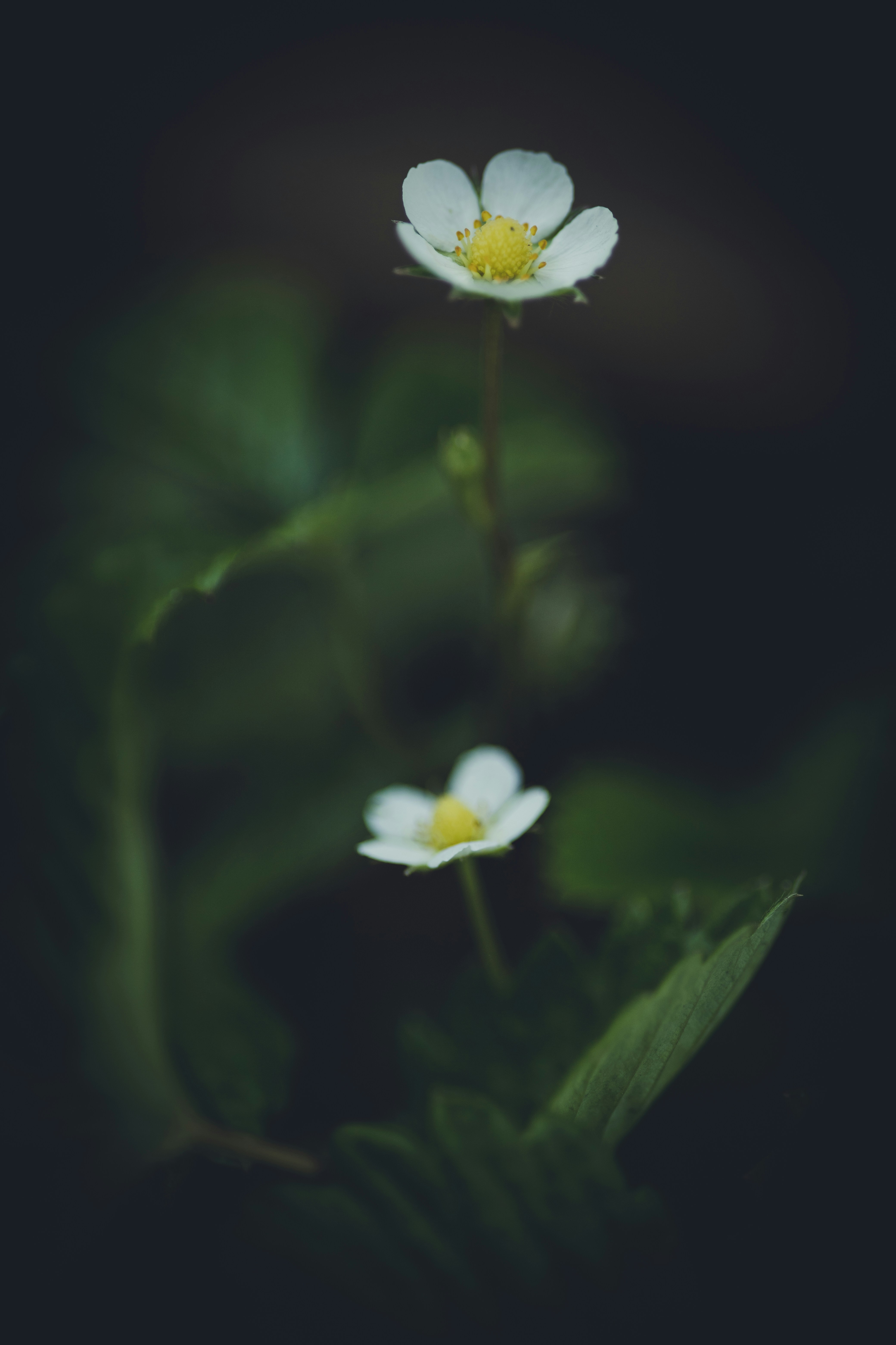 Photo by rrodriguesim