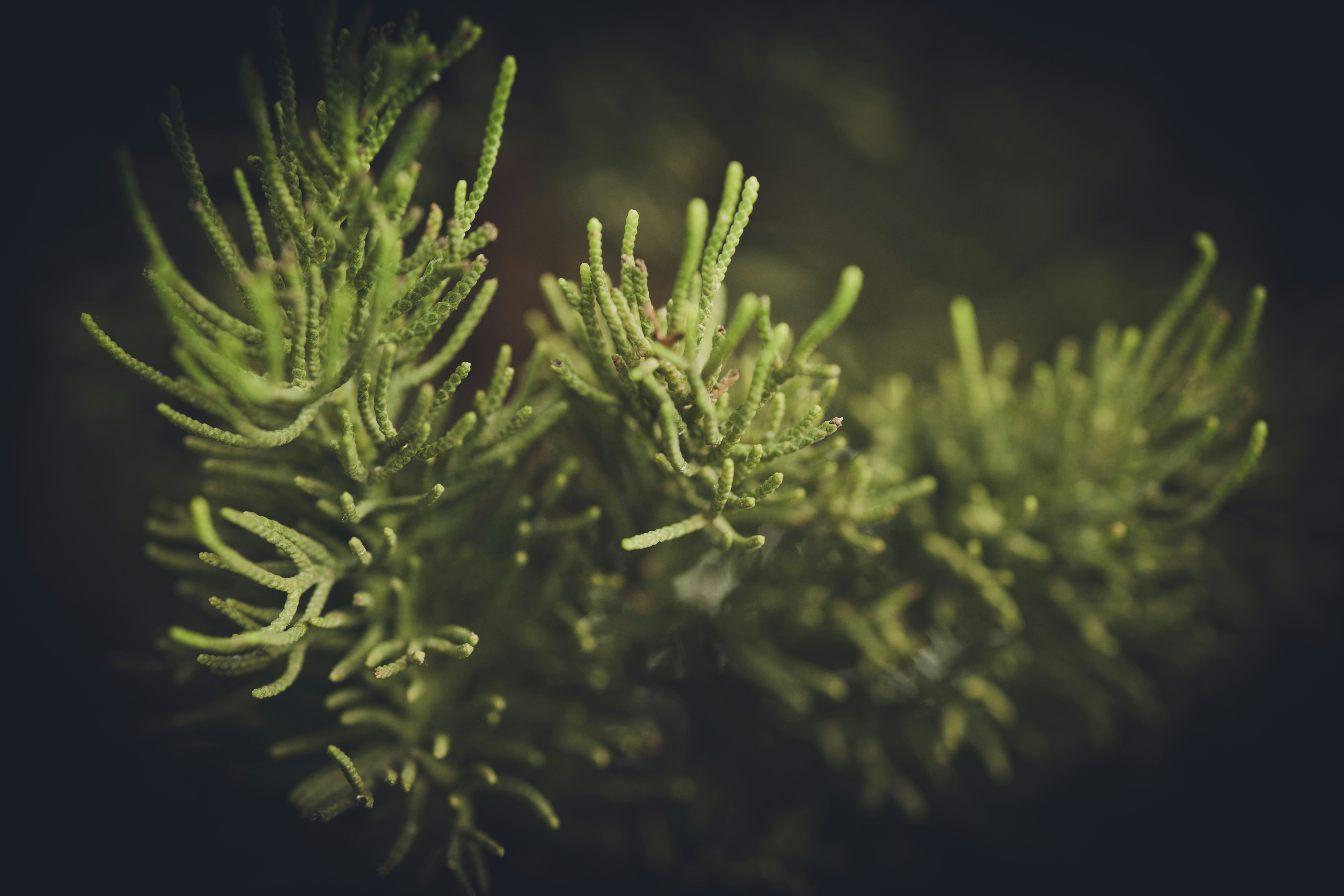 Photo by rrodriguesim