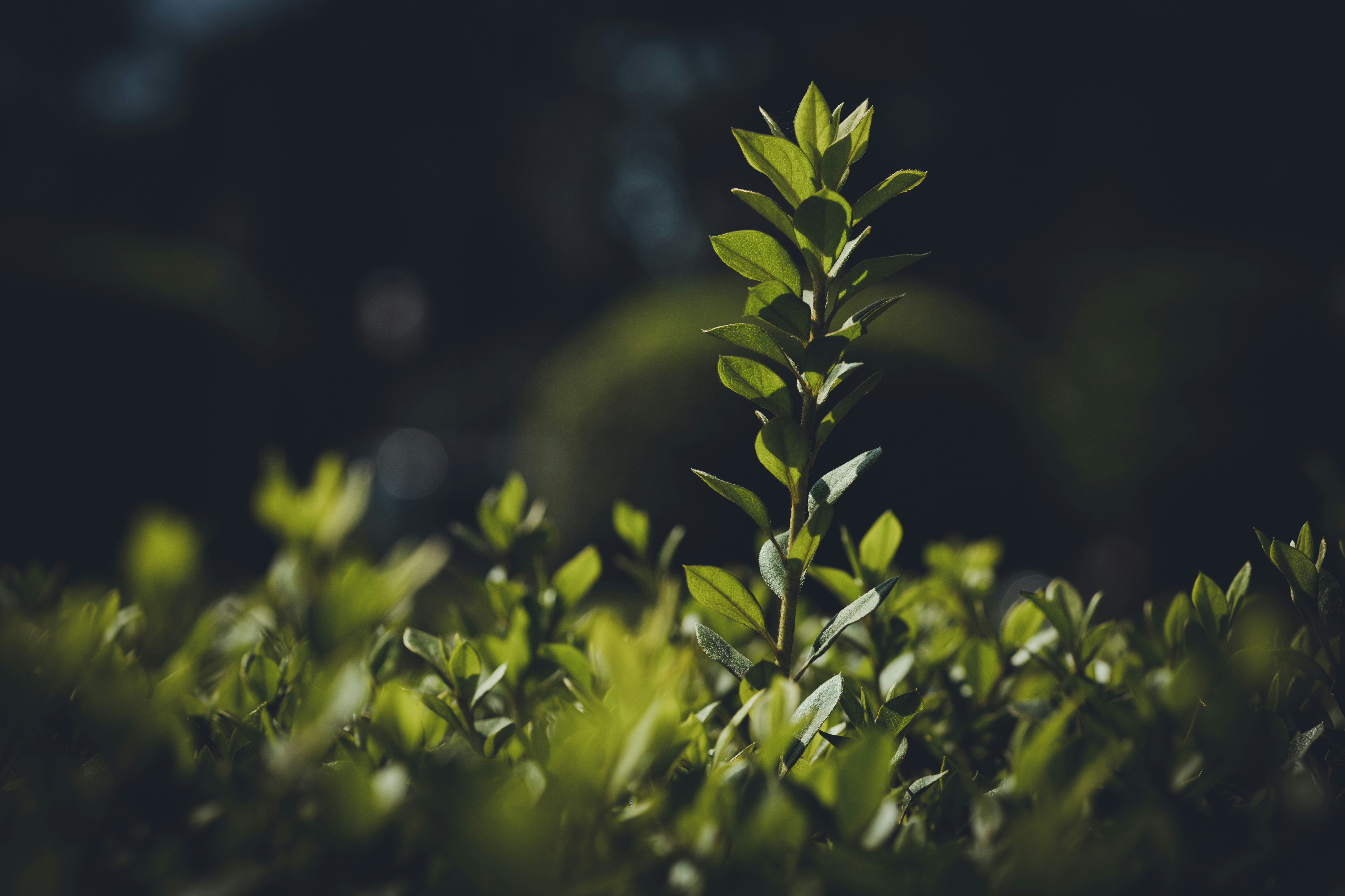 Photo by rrodriguesim