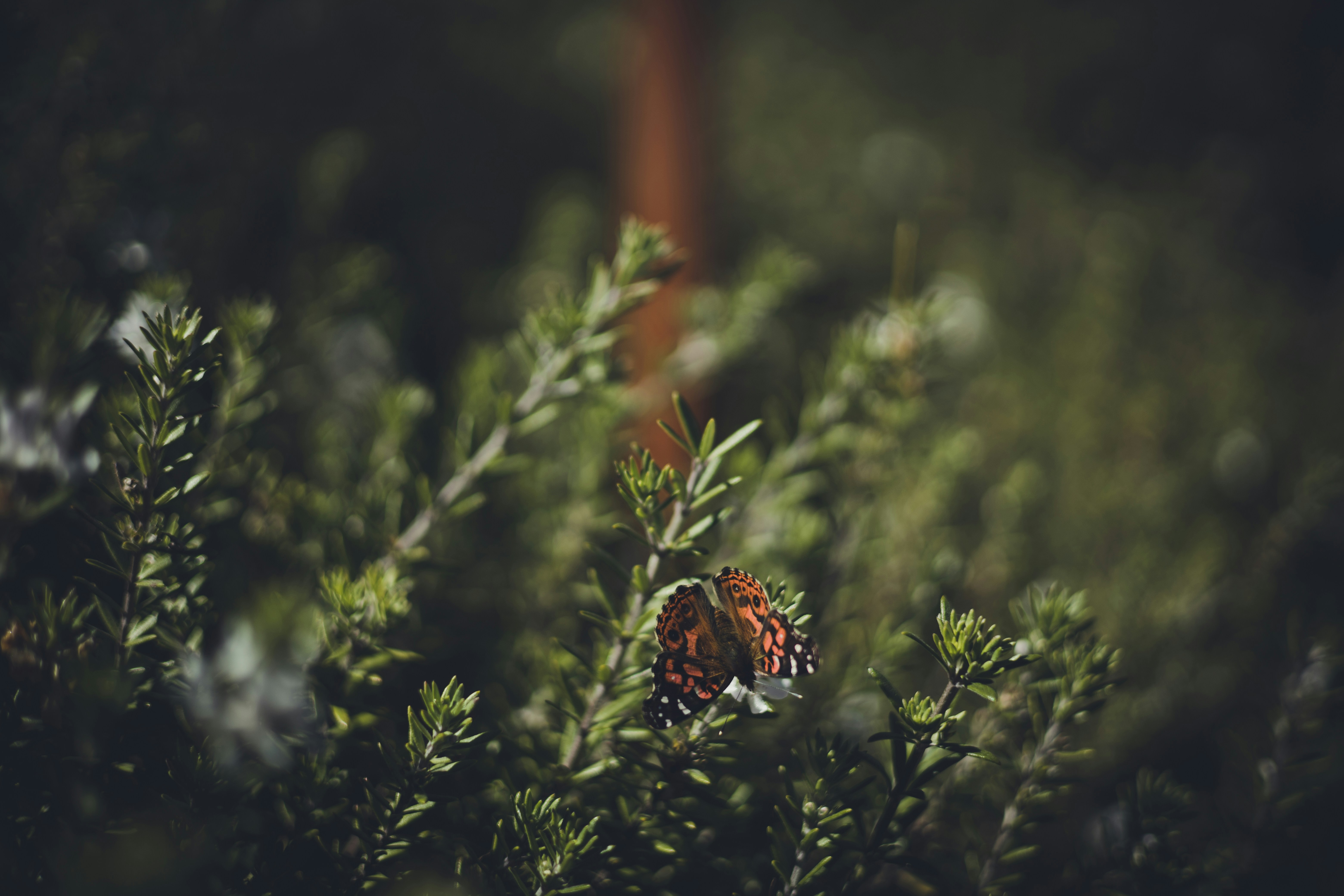 Photo by rrodriguesim