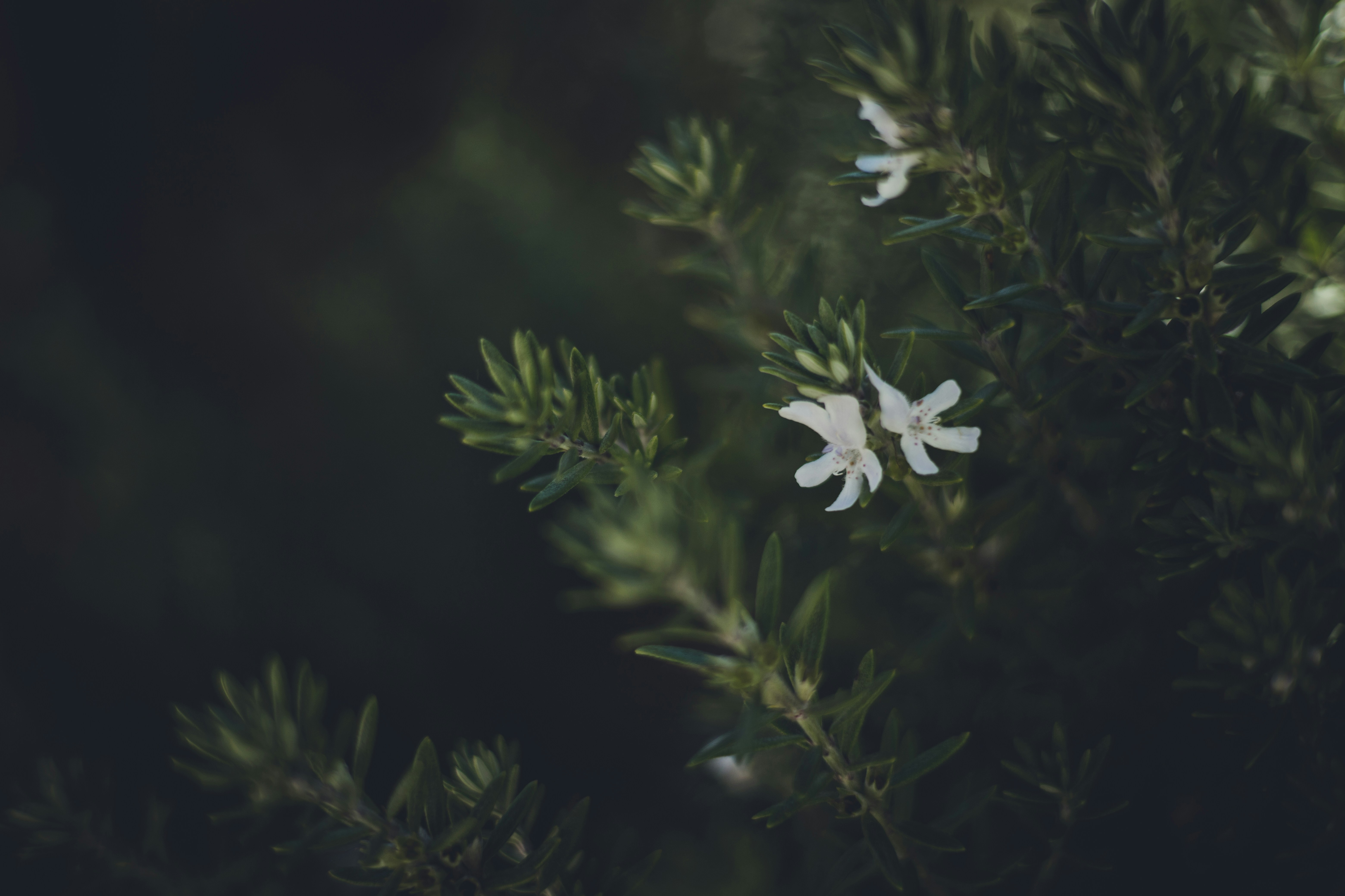 Photo by rrodriguesim