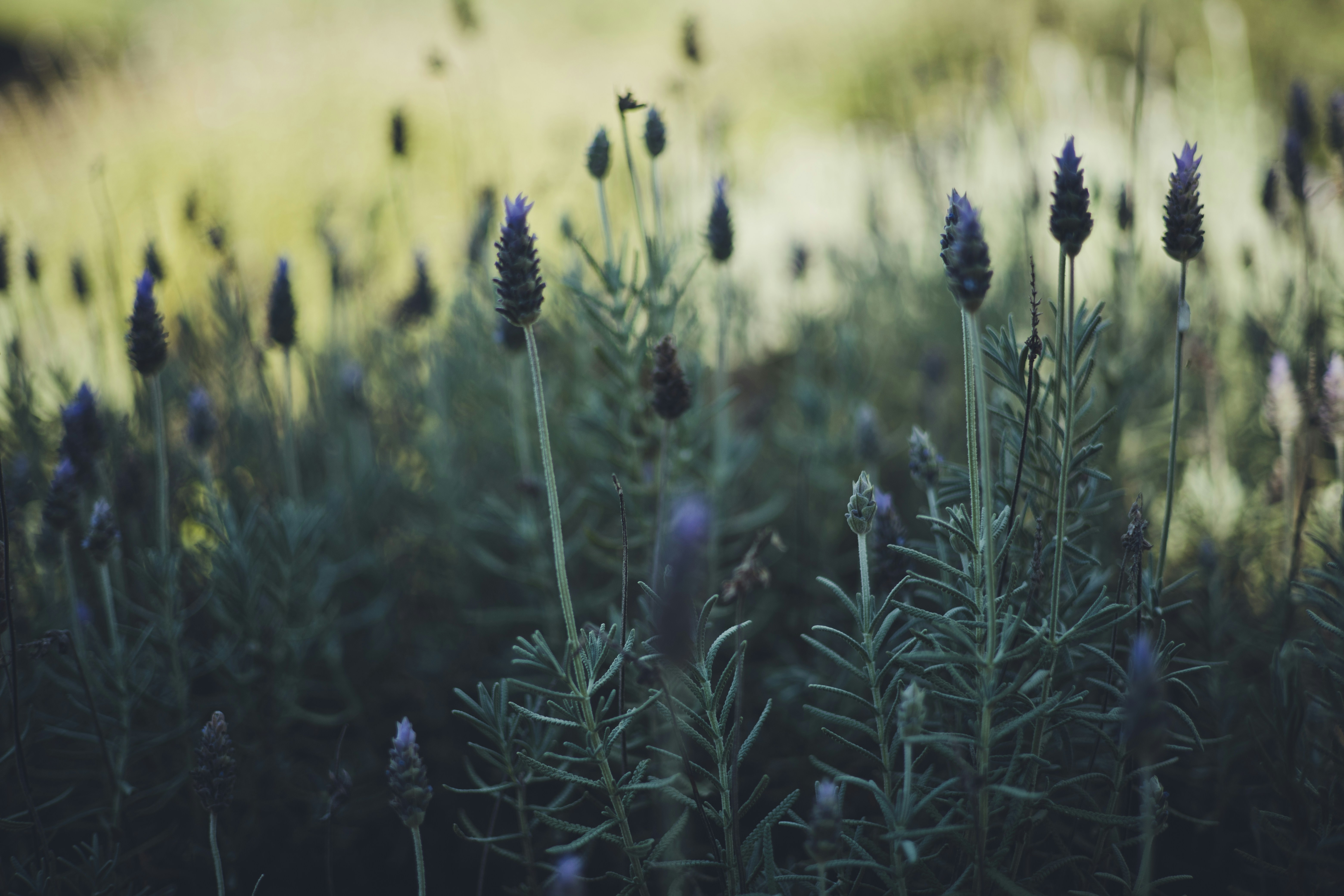 Photo by rrodriguesim