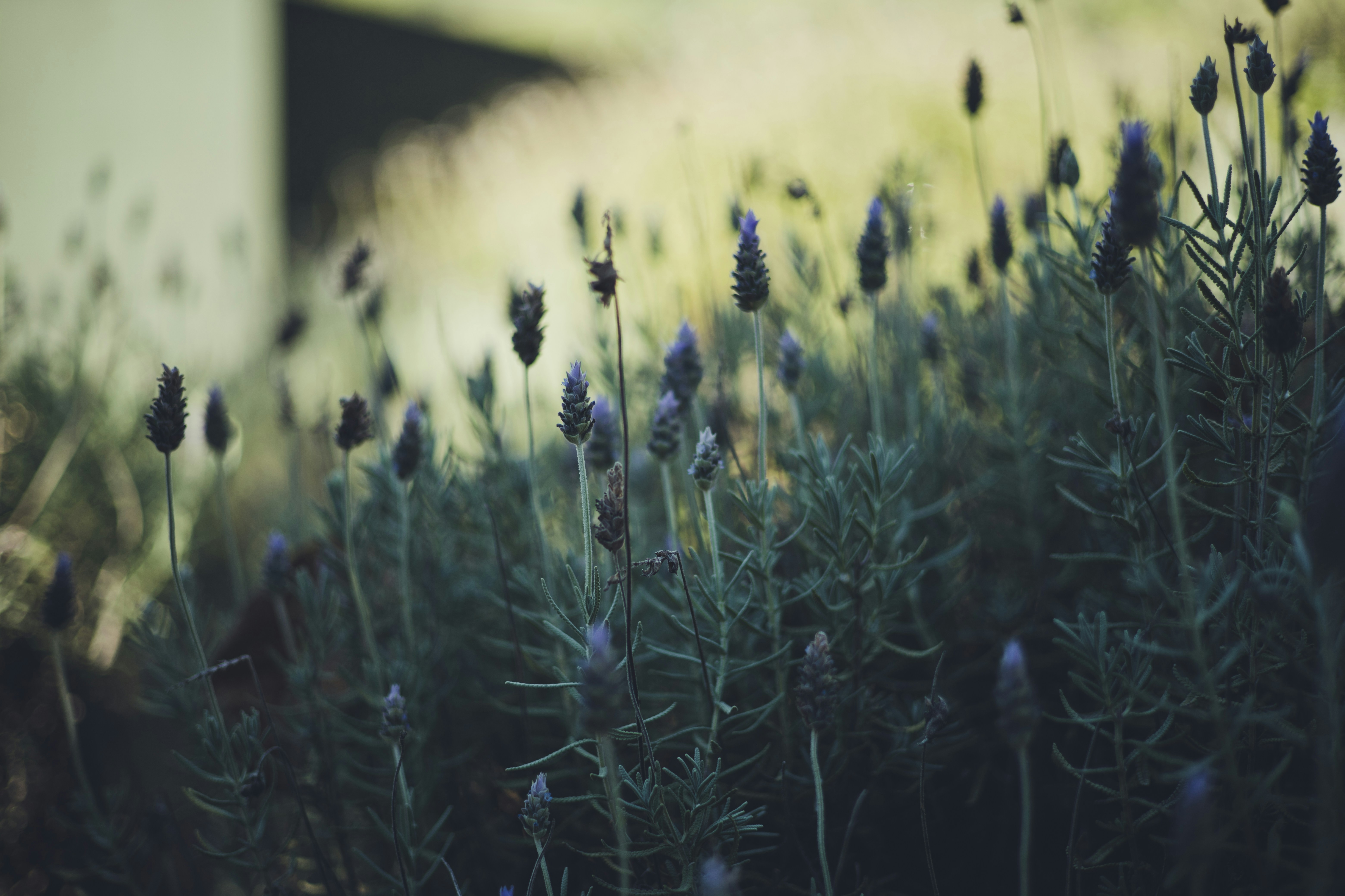 Photo by rrodriguesim