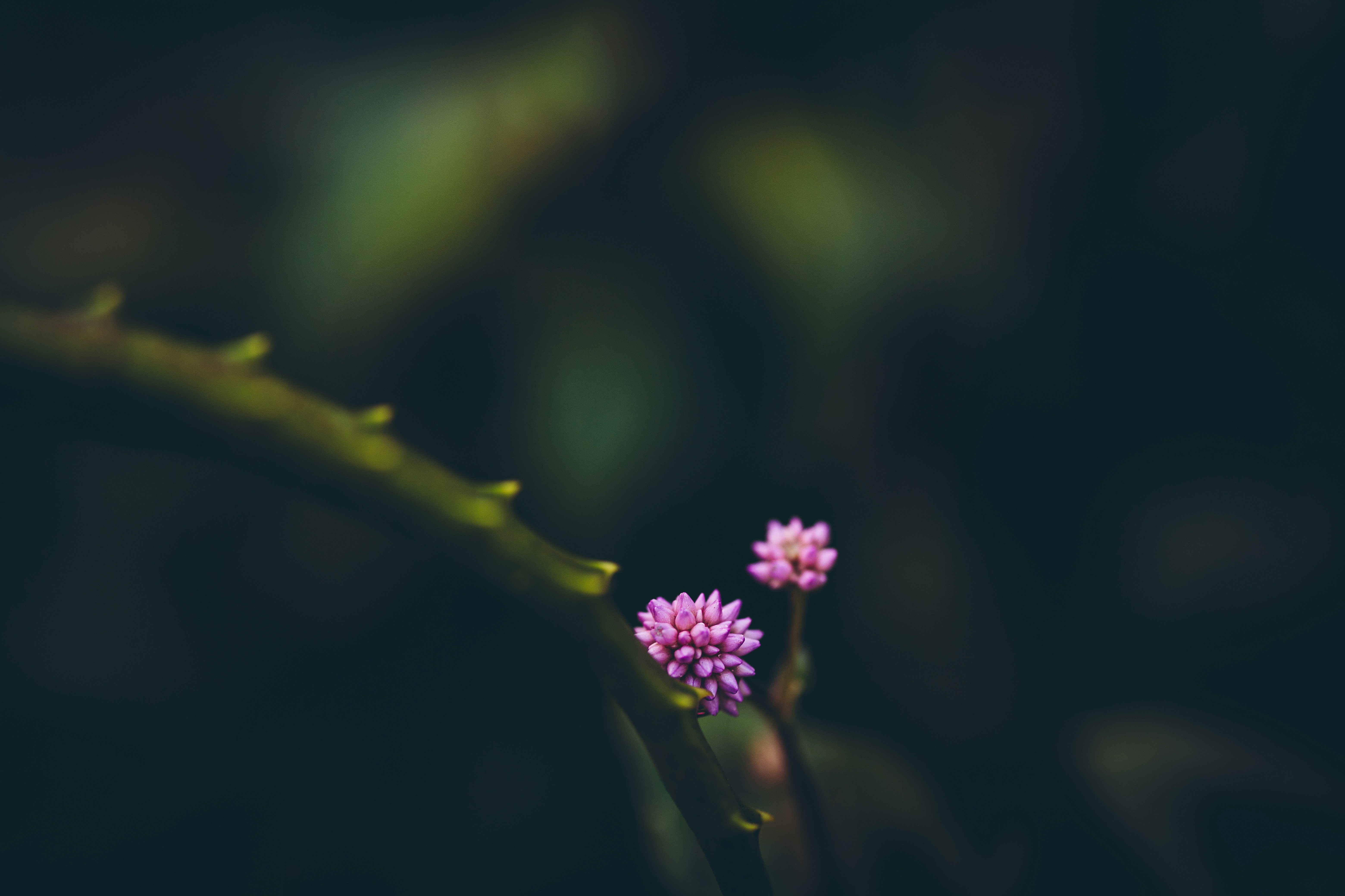 Photo by rrodriguesim