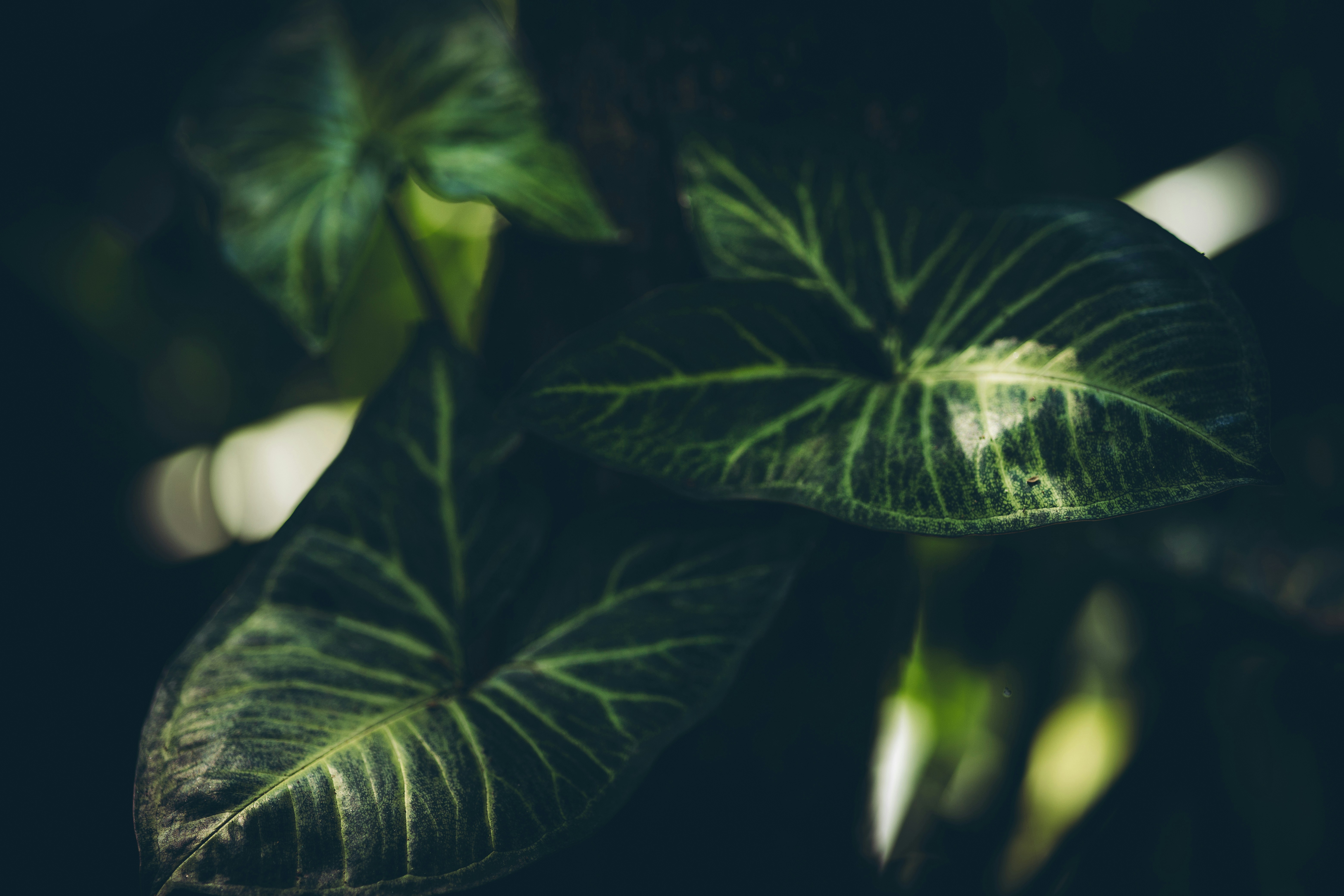 Photo by rrodriguesim