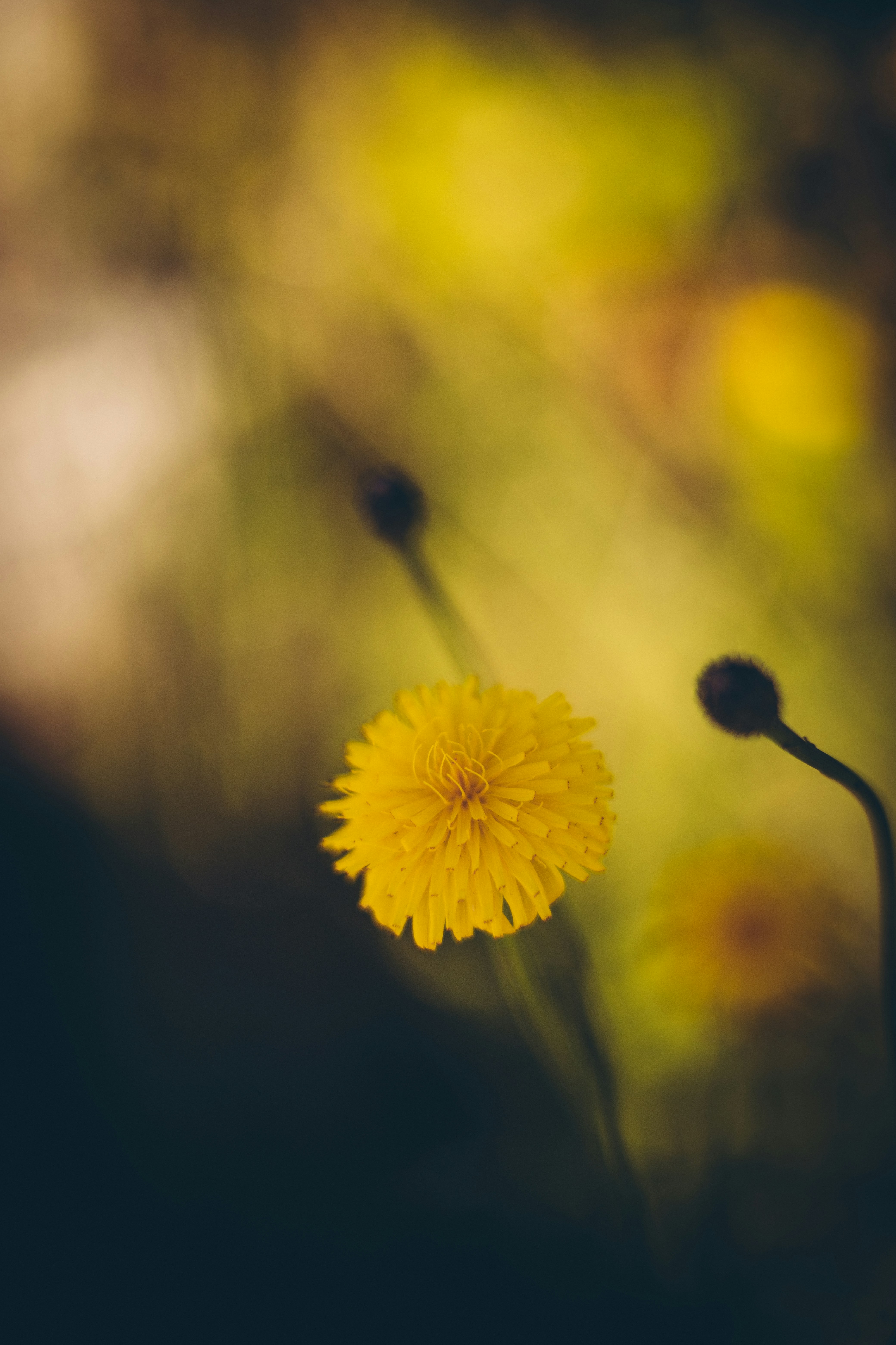 Photo by rrodriguesim