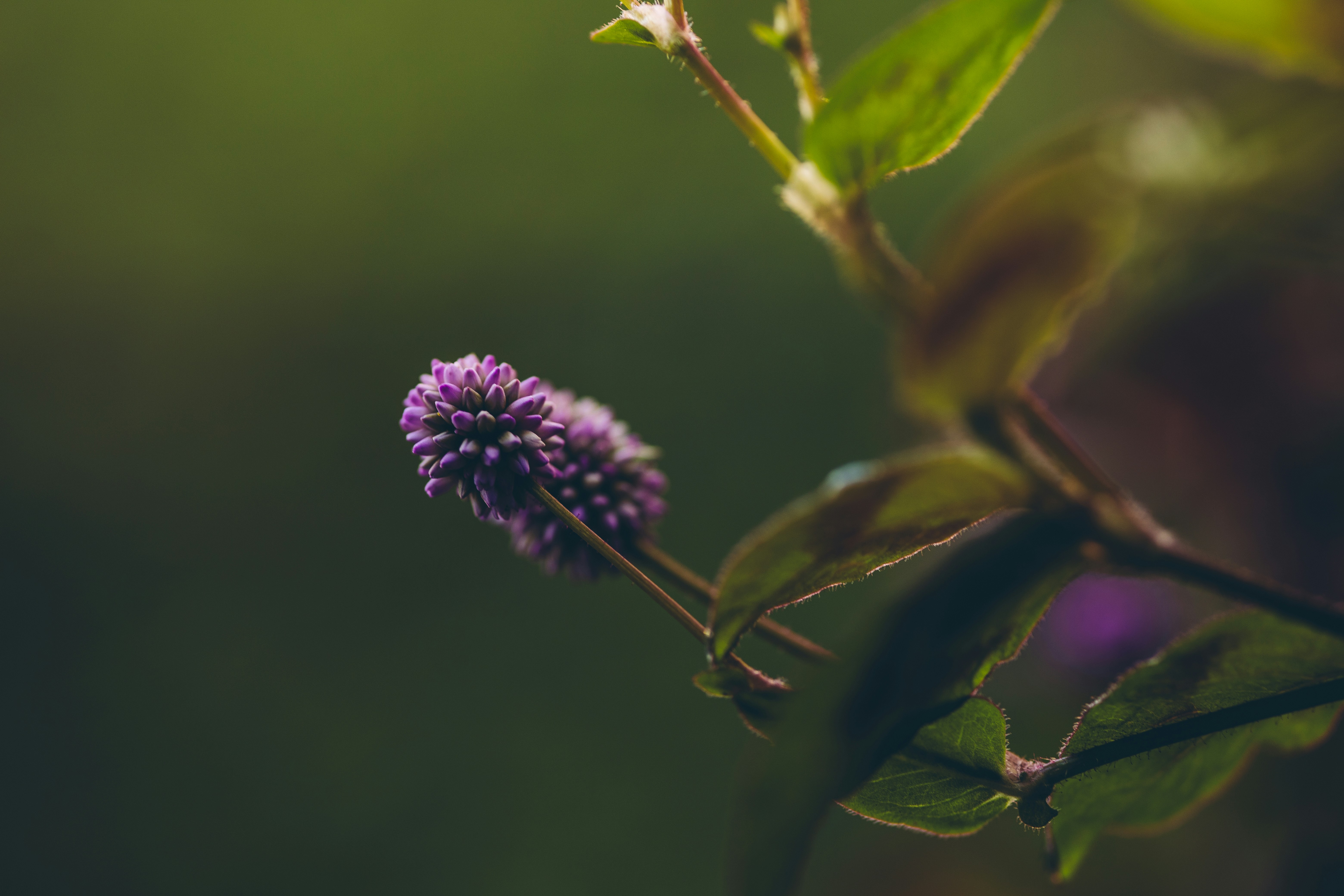 Photo by rrodriguesim