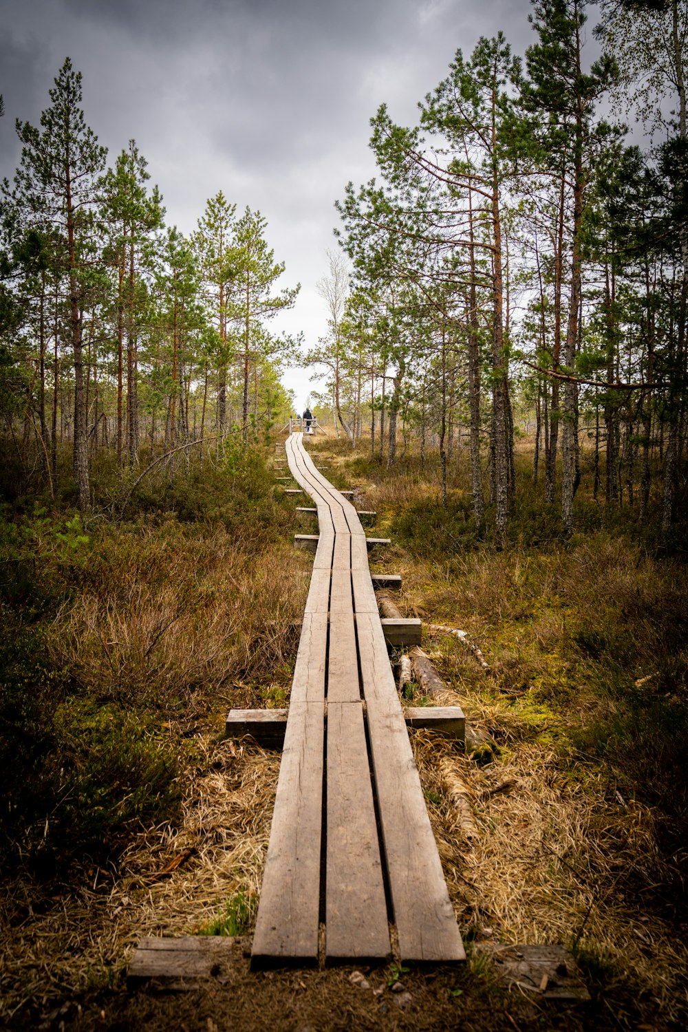 a wooden path in the middle of a forest