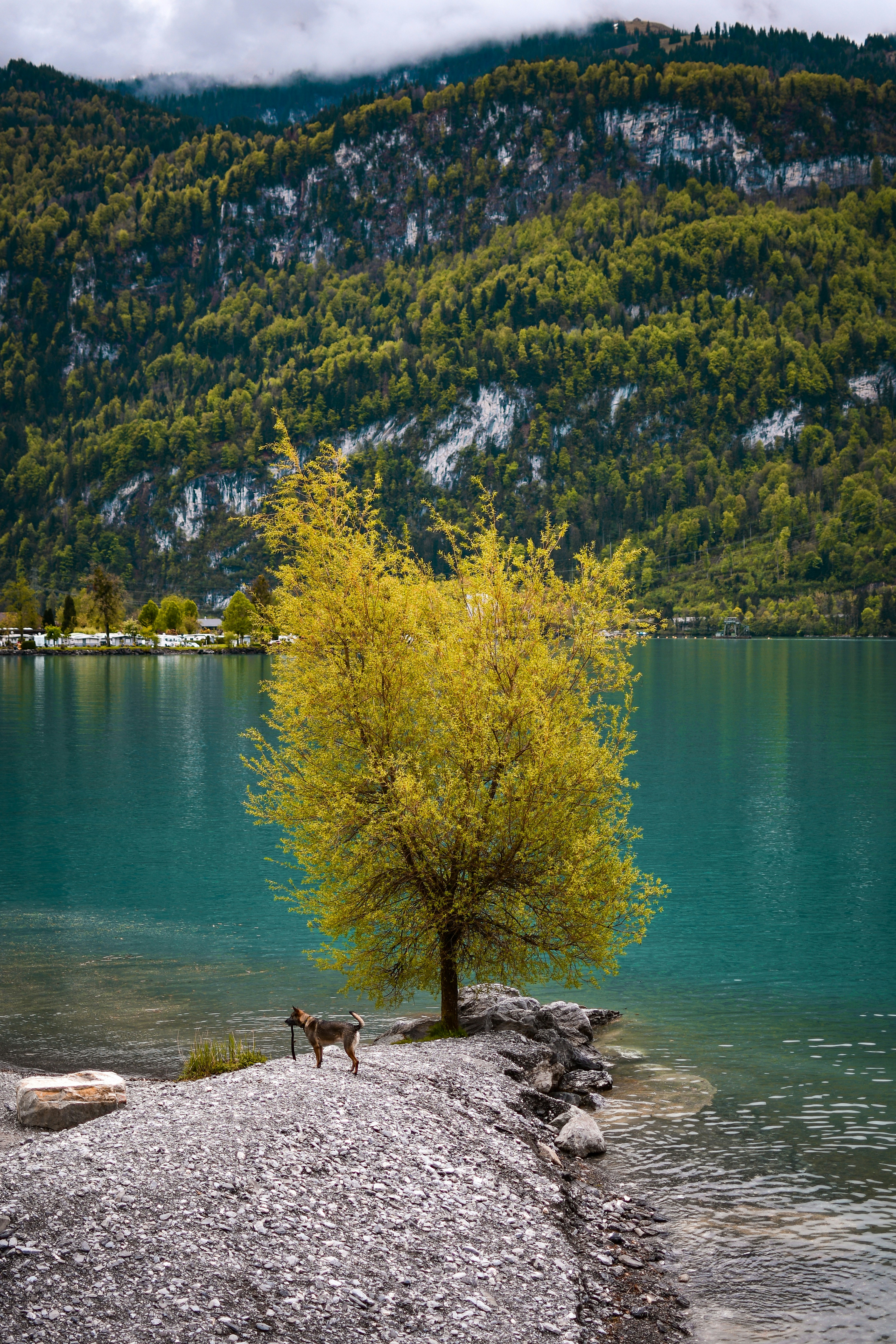 Dog lake water safety: calm lakeshore view before swimming