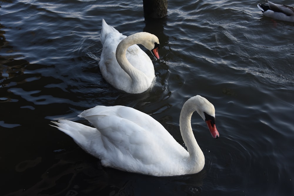 two white swans swimming in a body of water