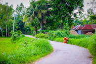 A narrow Konkan village path winding through coconut palms with small homes and colorful clothes drying.
