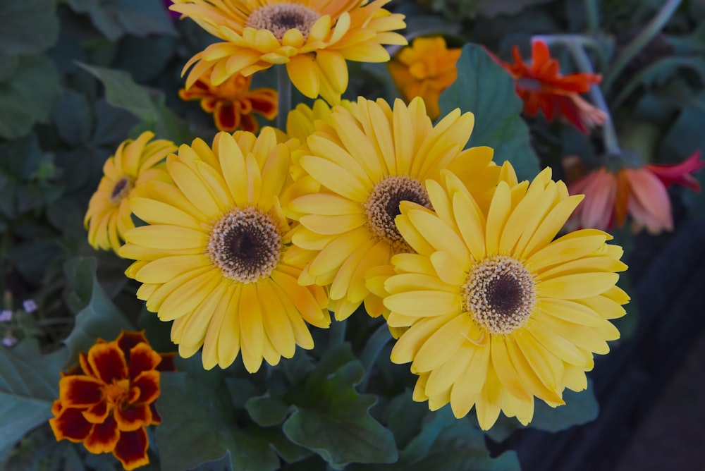 a close up of a bunch of yellow flowers