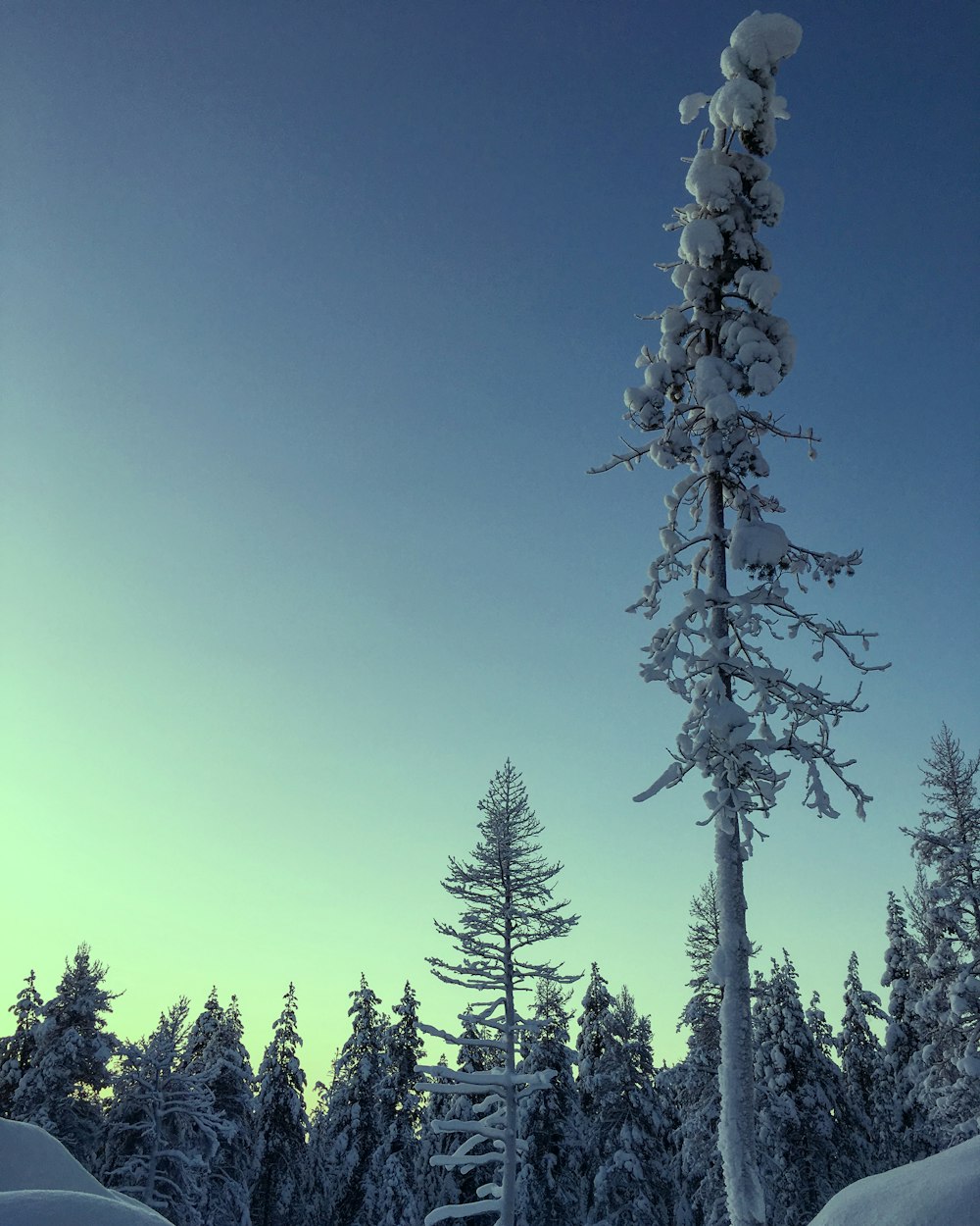 a tall tree covered in snow next to a forest