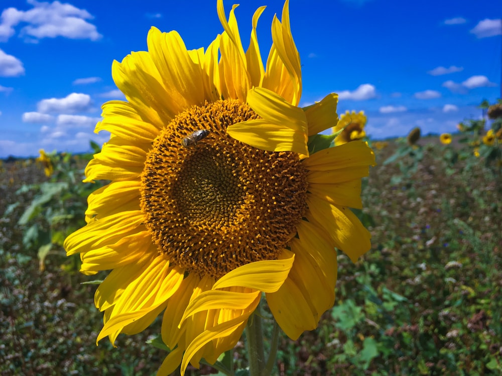 a sunflower in a field with a blue sky in the background