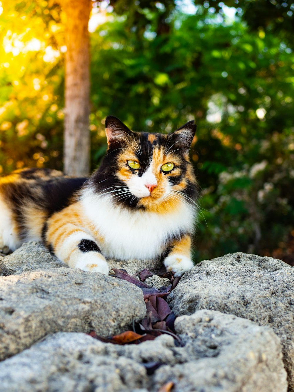 a calico cat sitting on top of a rock