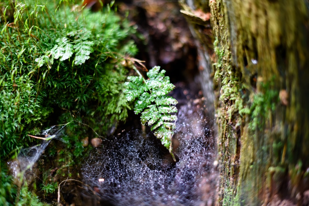 a close up of a mossy tree trunk