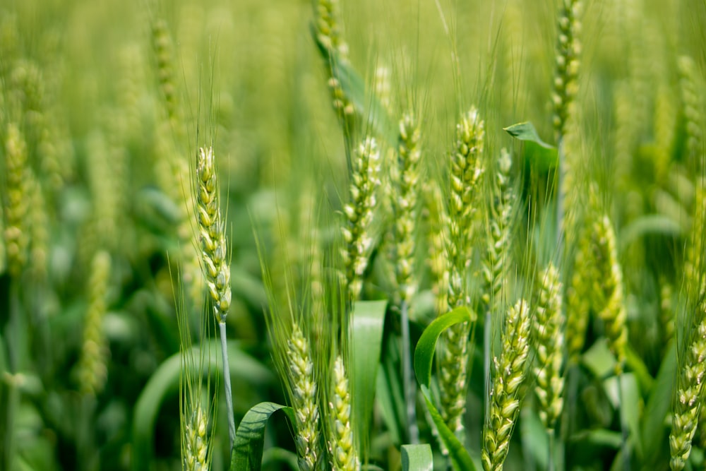 a close up of a field of green wheat