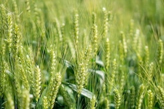 a close up of a field of green grass