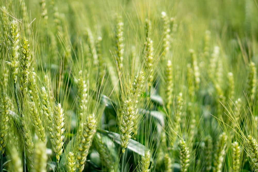 a close up of a field of green grass