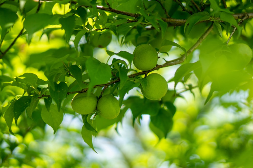 a tree filled with lots of green fruit