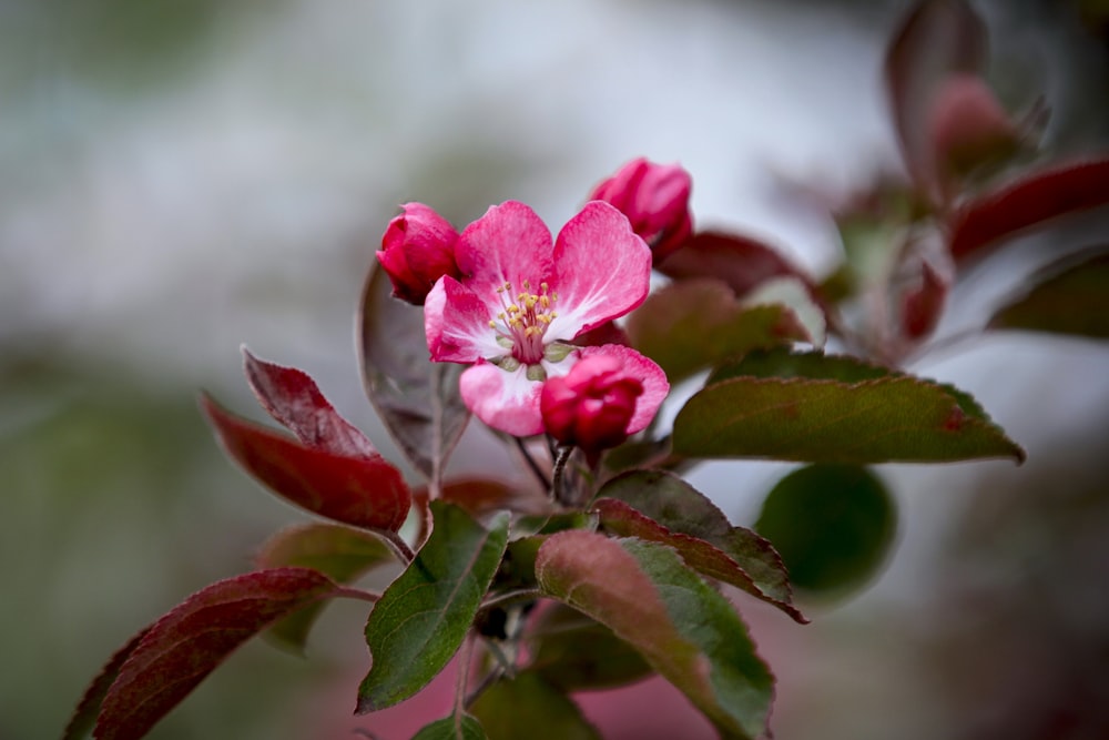 a close up of a pink flower on a tree