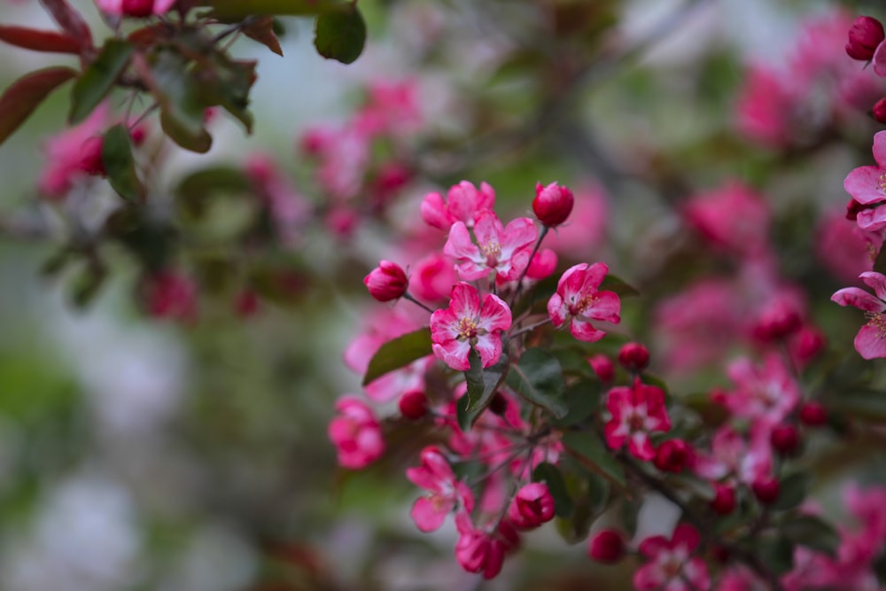 a bunch of pink flowers that are on a tree