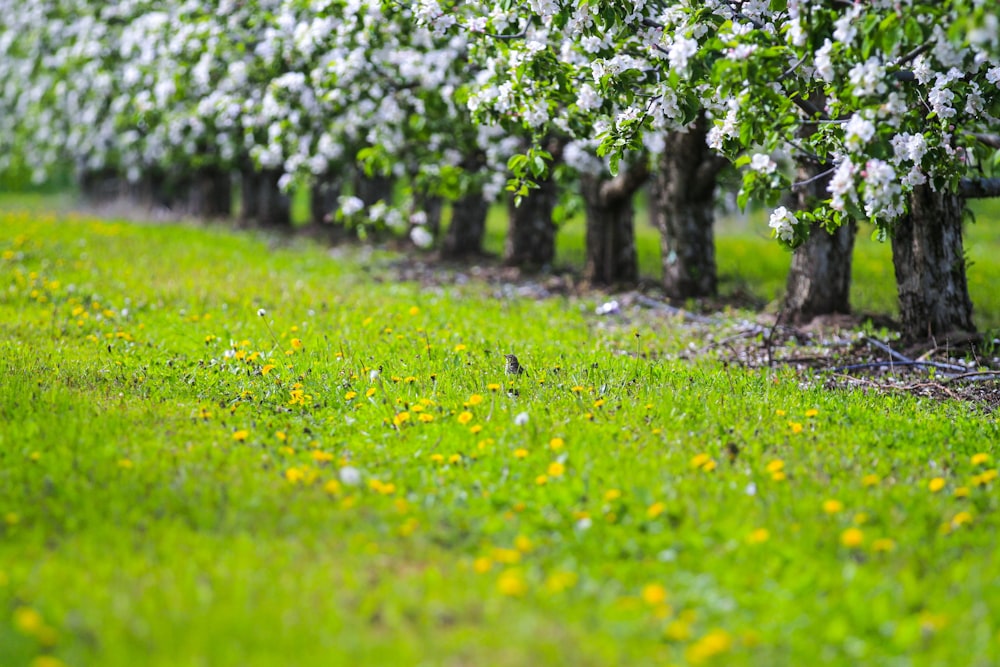 a row of trees with white flowers on them