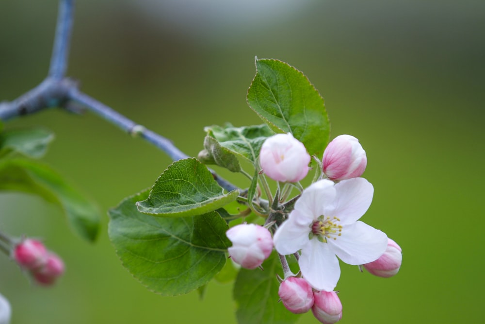 a close up of a branch with flowers on it