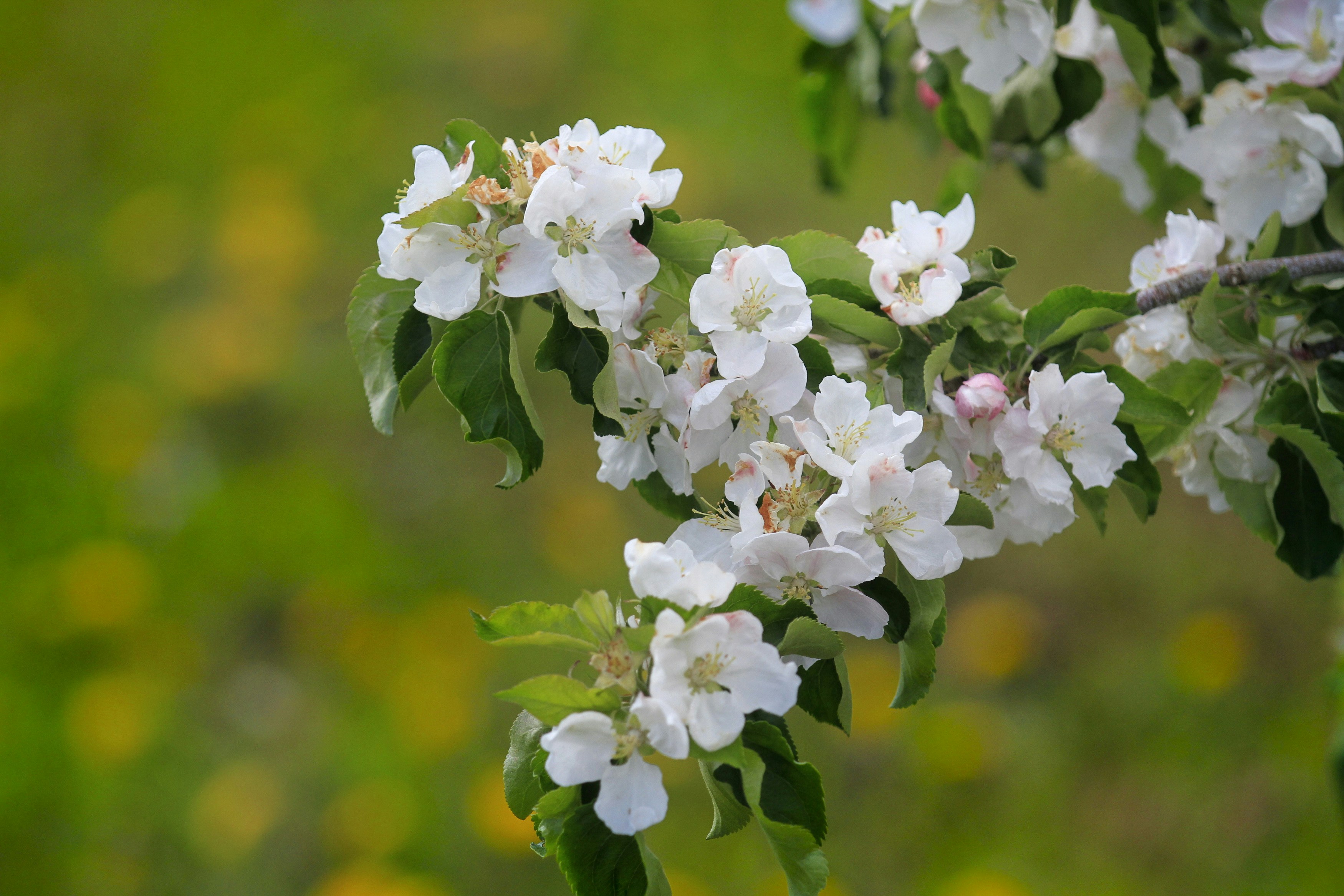 Photo by lipetskaya_zemlya