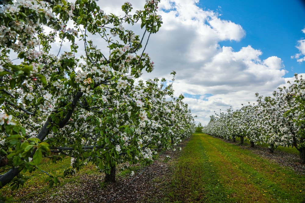 a row of trees with white flowers on them