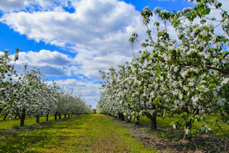 A vibrant orchard with farmers carefully selecting ripe fruits under clear blue skies.