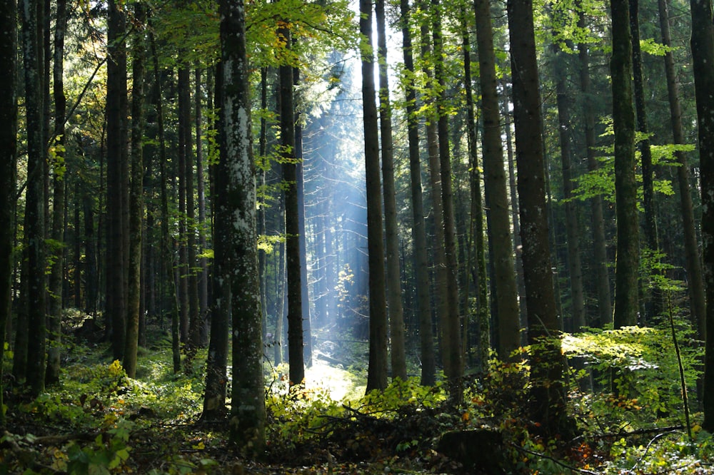 a forest filled with lots of tall trees